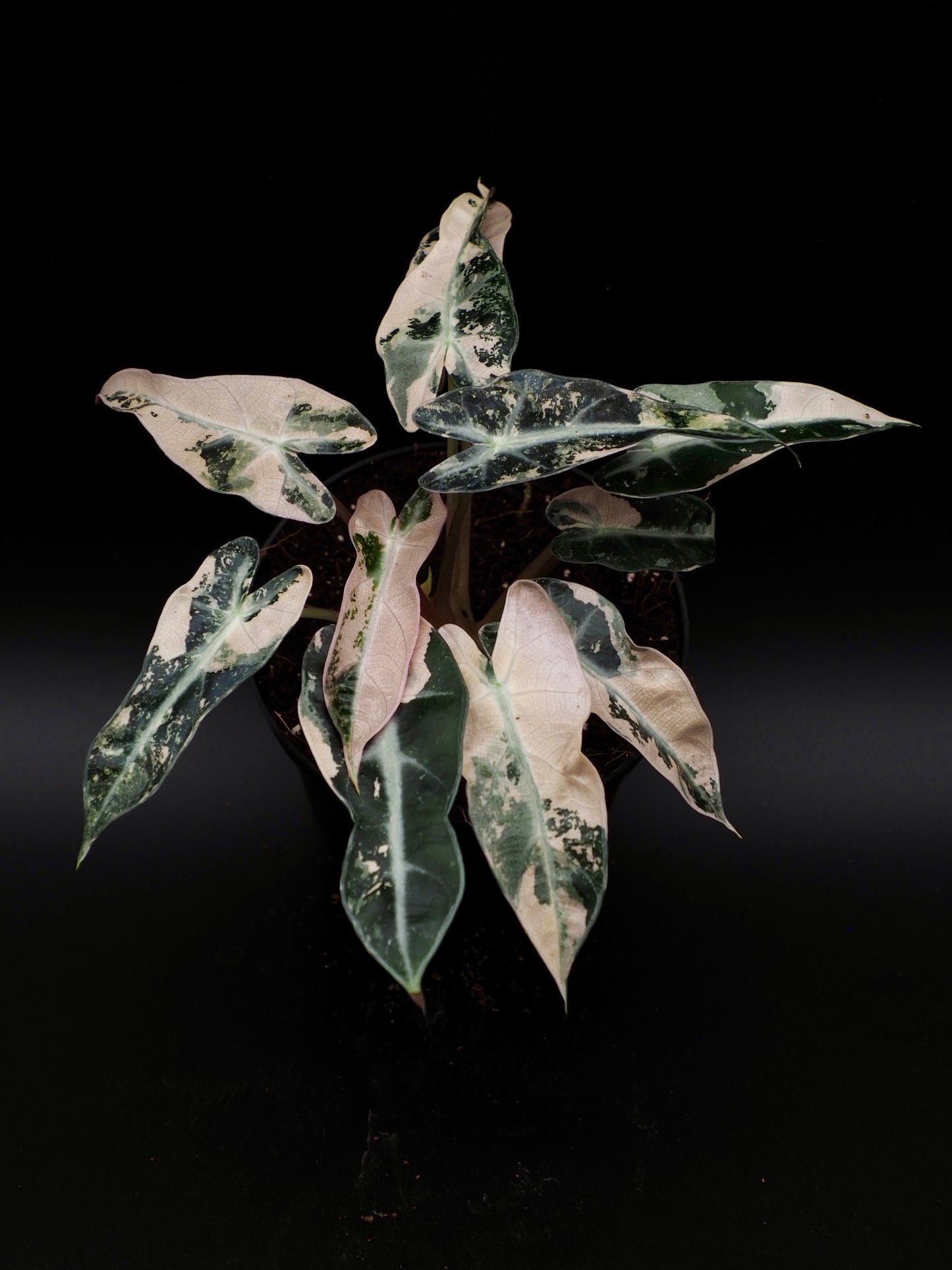Alocasia Bambino Rose Variegata