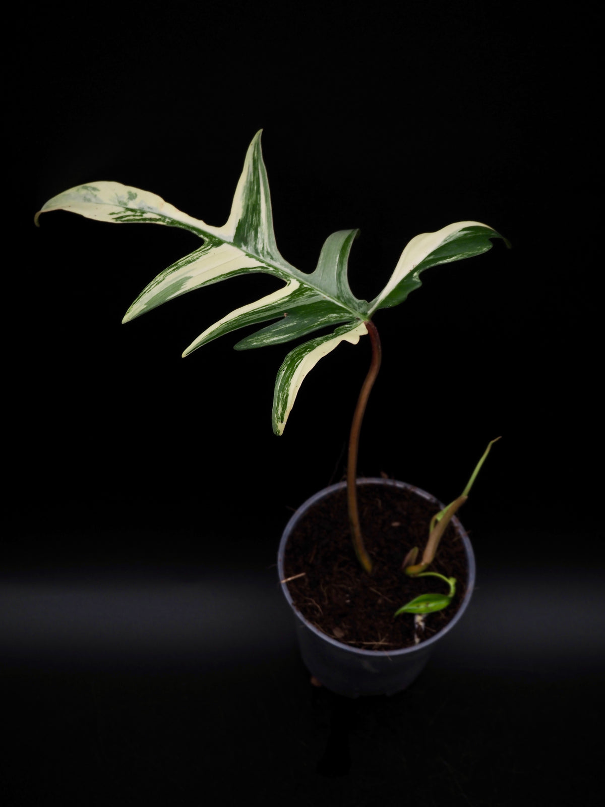 Philodendron Florida beauty x Polypodioides Variegata