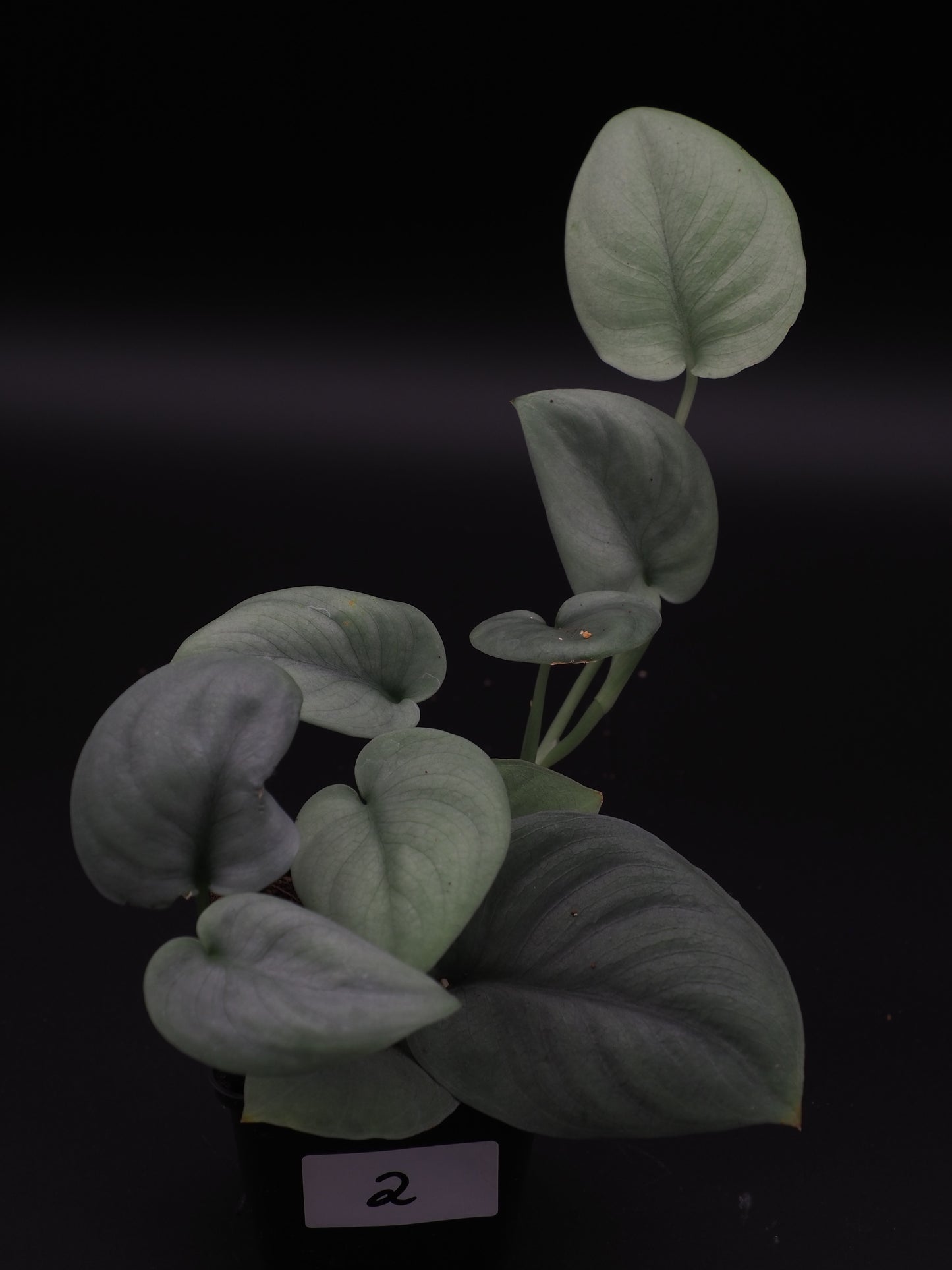Scindapsus Platinum
