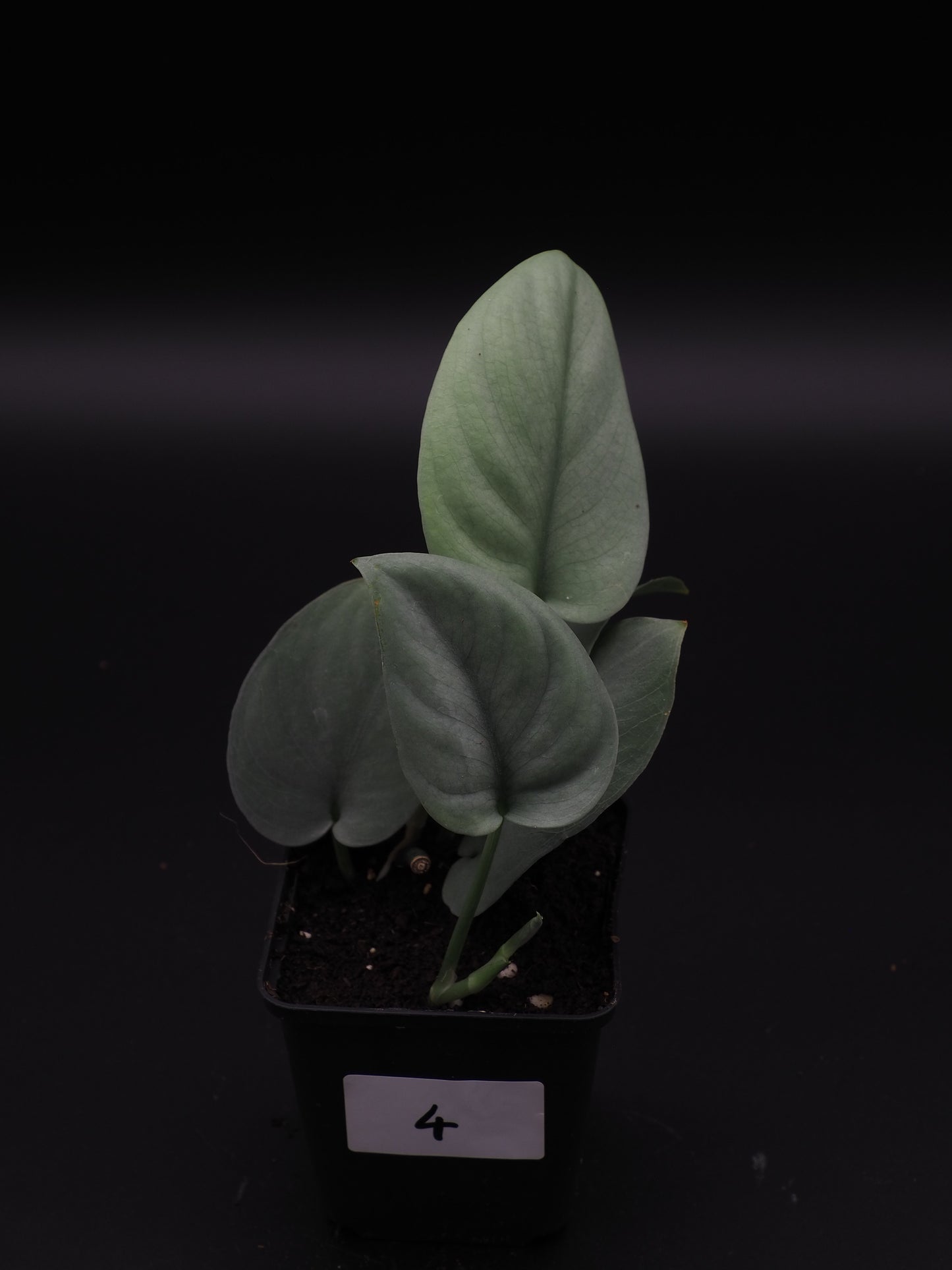 Scindapsus Platinum