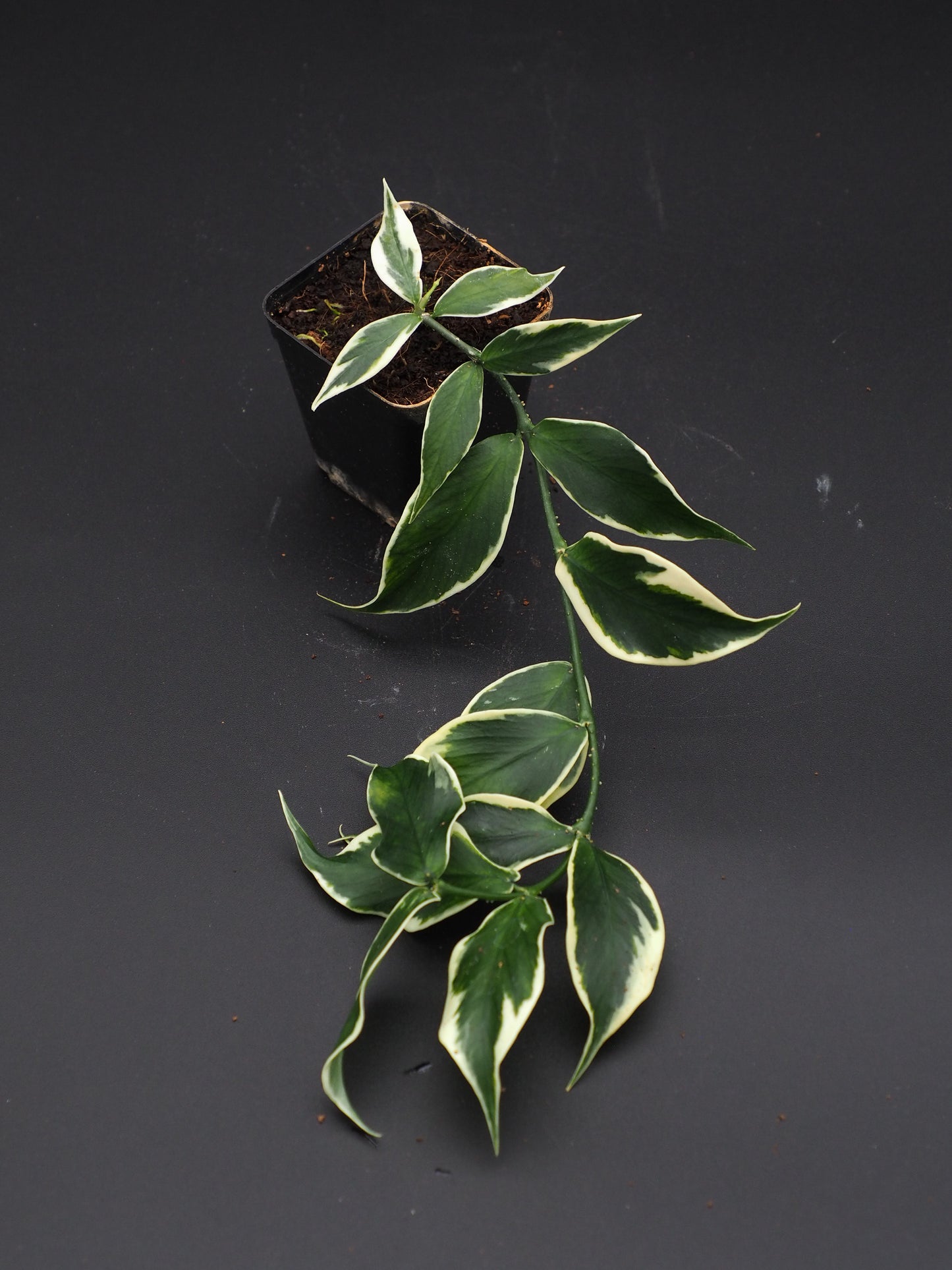 Hoya Polyneura Variegata