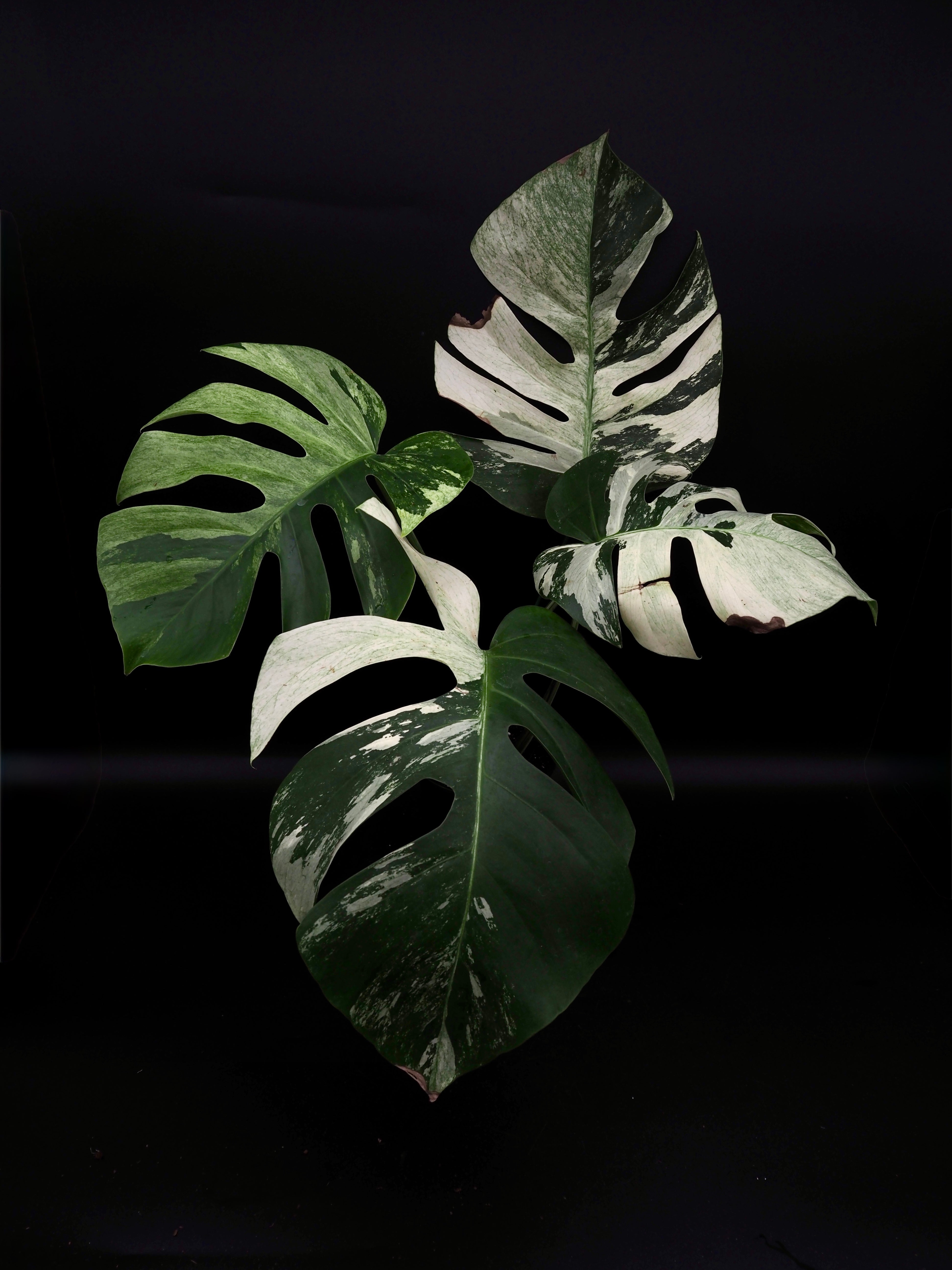 モンステラ Jungle Mint Monstera Deliciosa Jungle Mint kaufen – Jolaplants