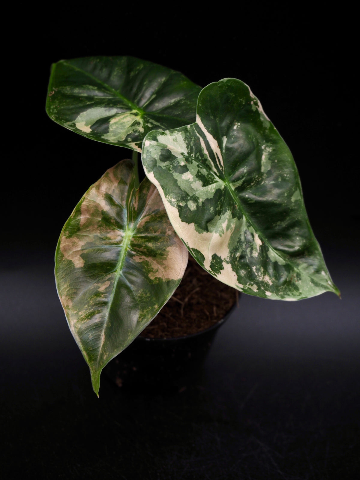 Alocasia Golden Bone Pink Variegata
