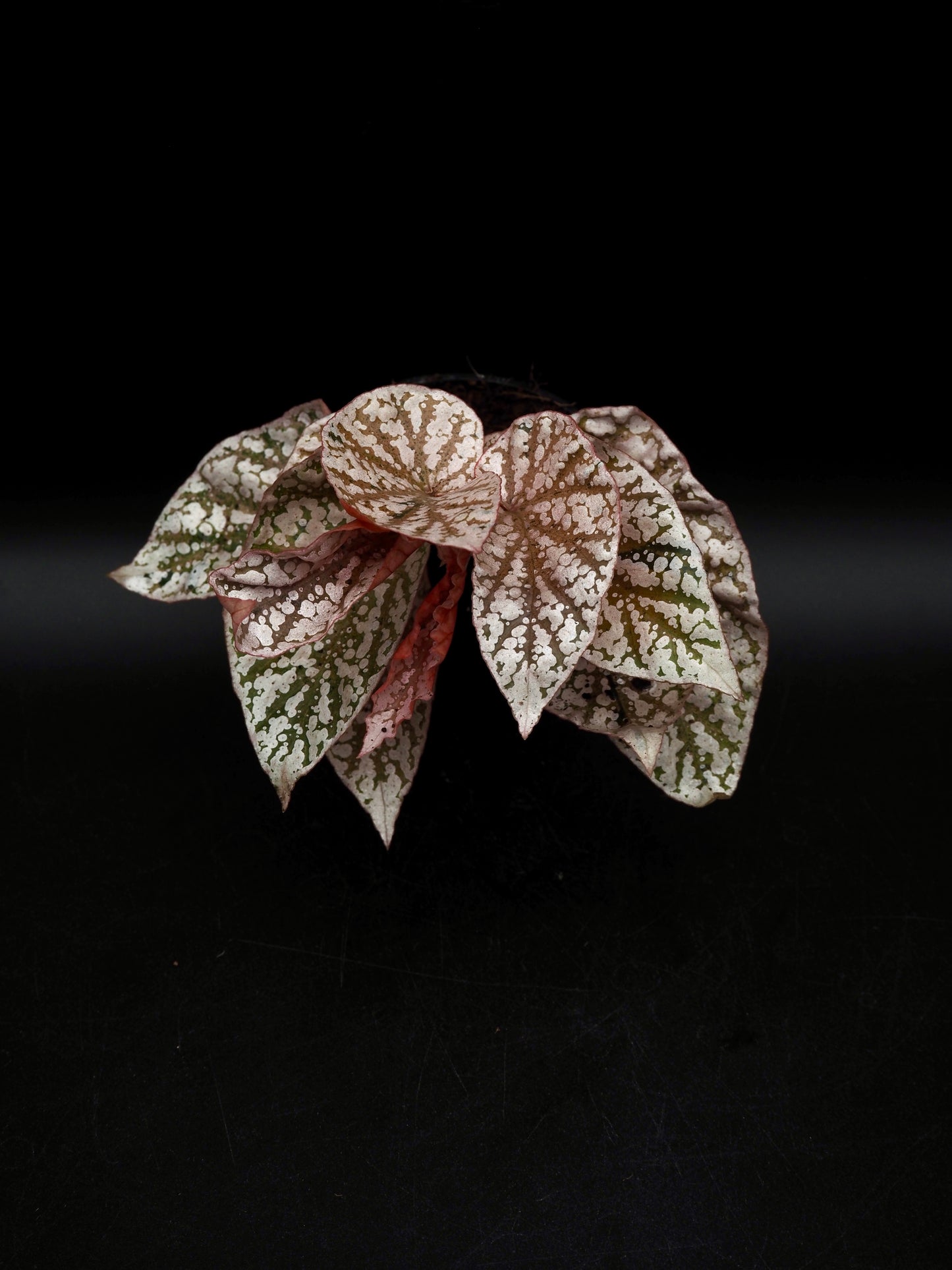 Begonia Snow capped variegata