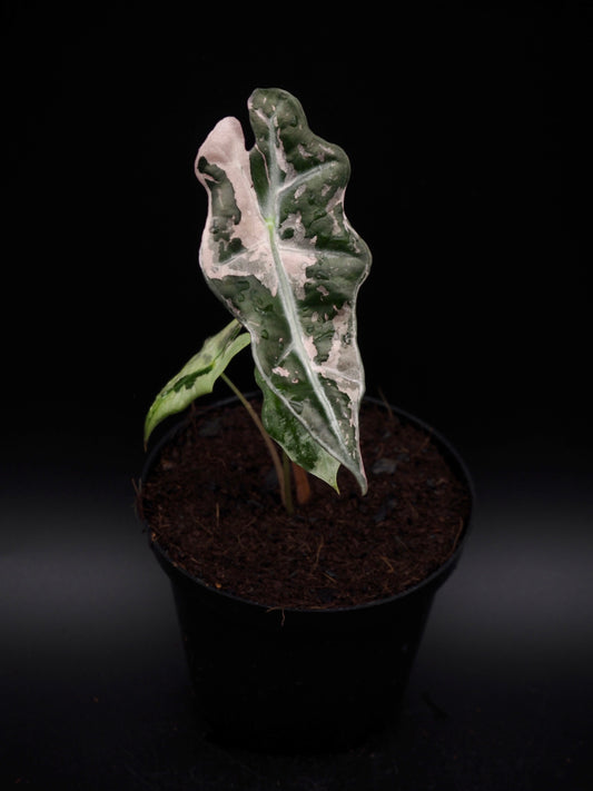 Alocasia Nobilis Pink
