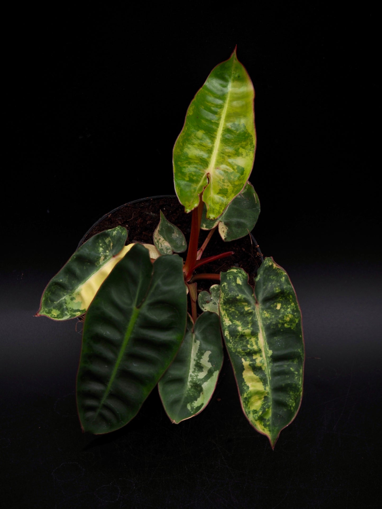 Philodendron Billietiae Variegata