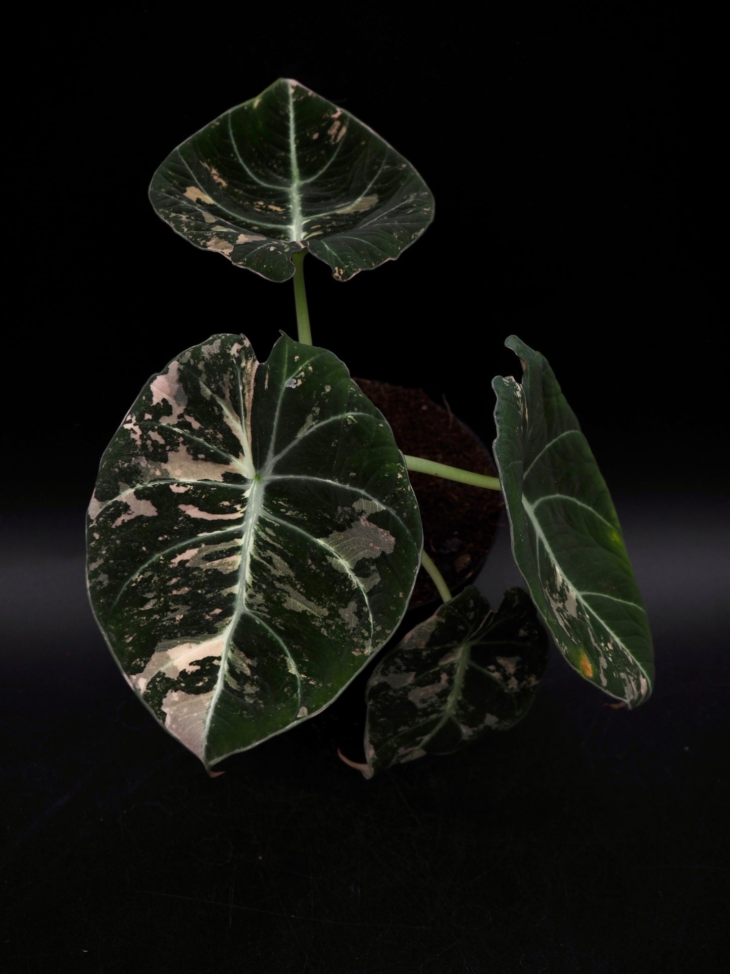 Alocasia Black Velvet Pink
