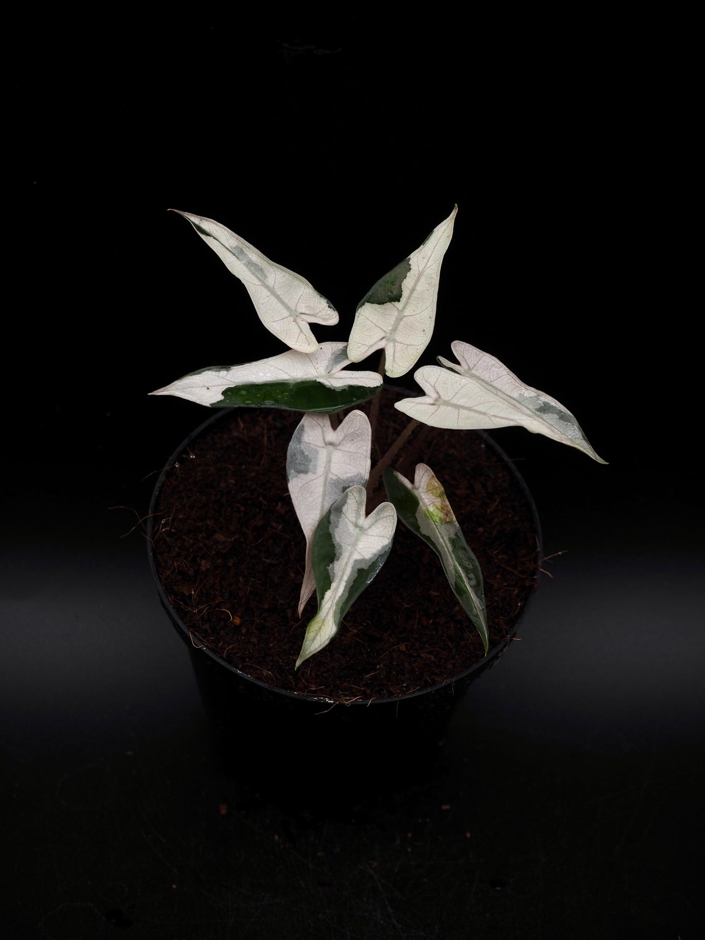 Alocasia Bambino Pink Lava