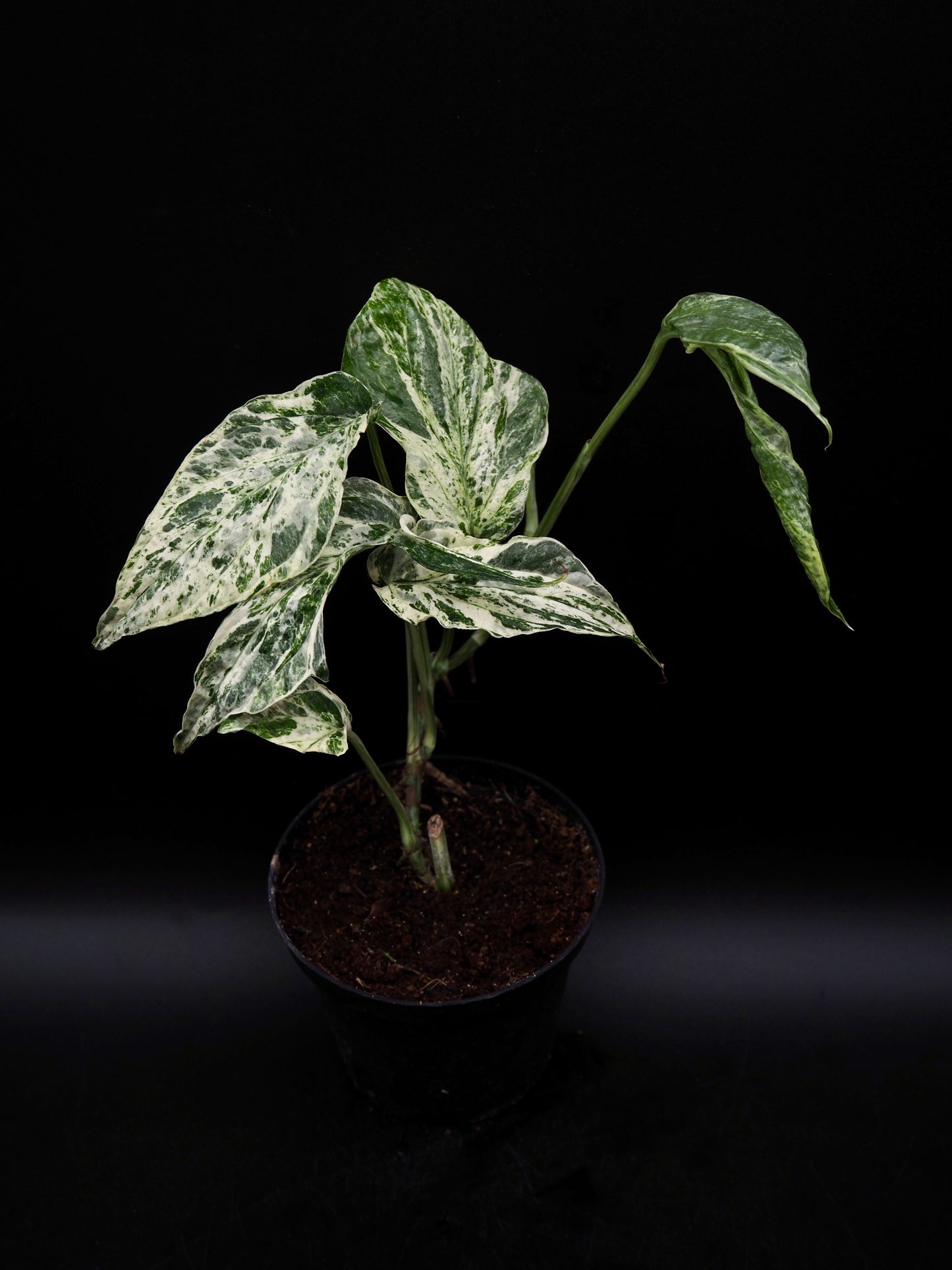 Amydrium Zippelianum Variegata