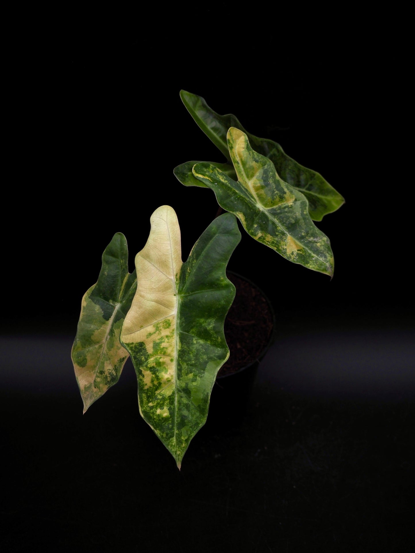 Alocasia Pseudo Sanderian Aurea