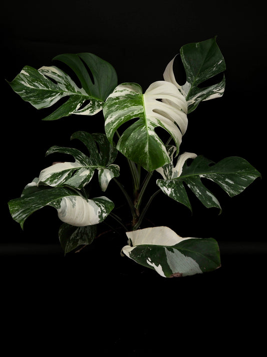 Monstera Borsigiana Albo Variegata