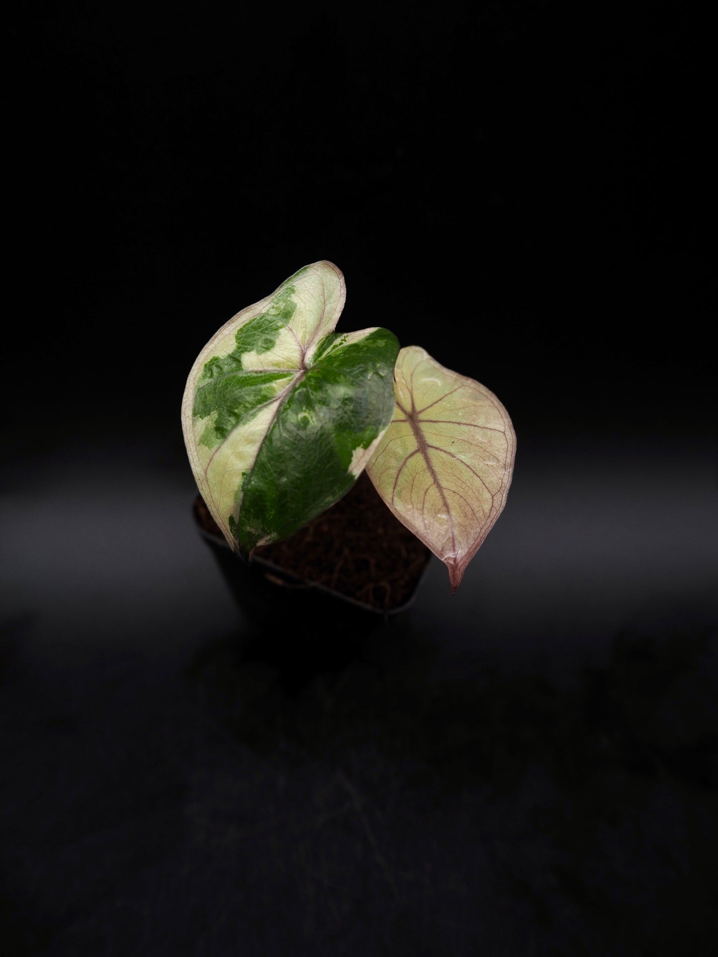 Alocasia Yucatan Princess Pink