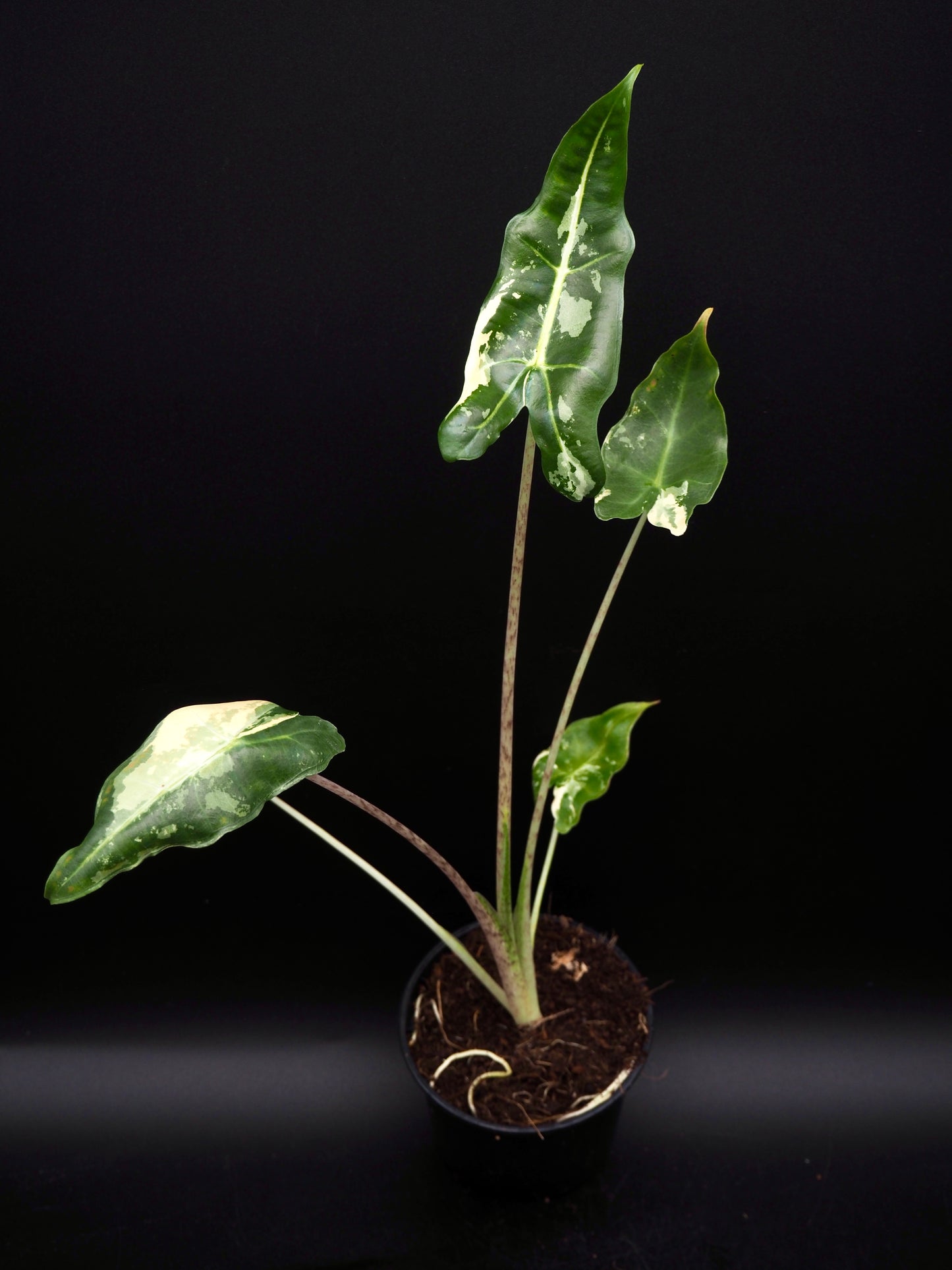 Alocasia Sarian Albo