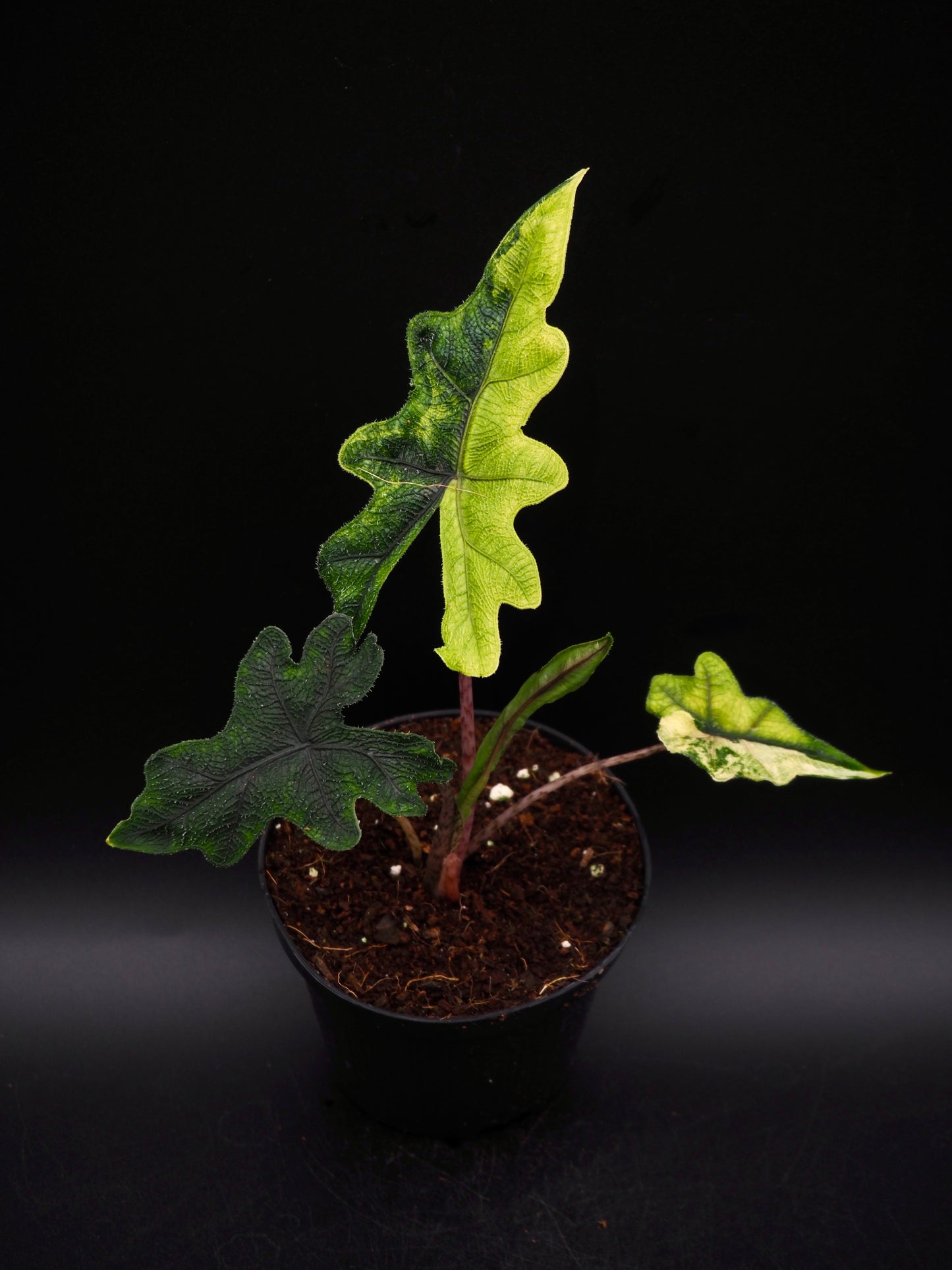 Alocasia Jacklyn Aurea Variegata