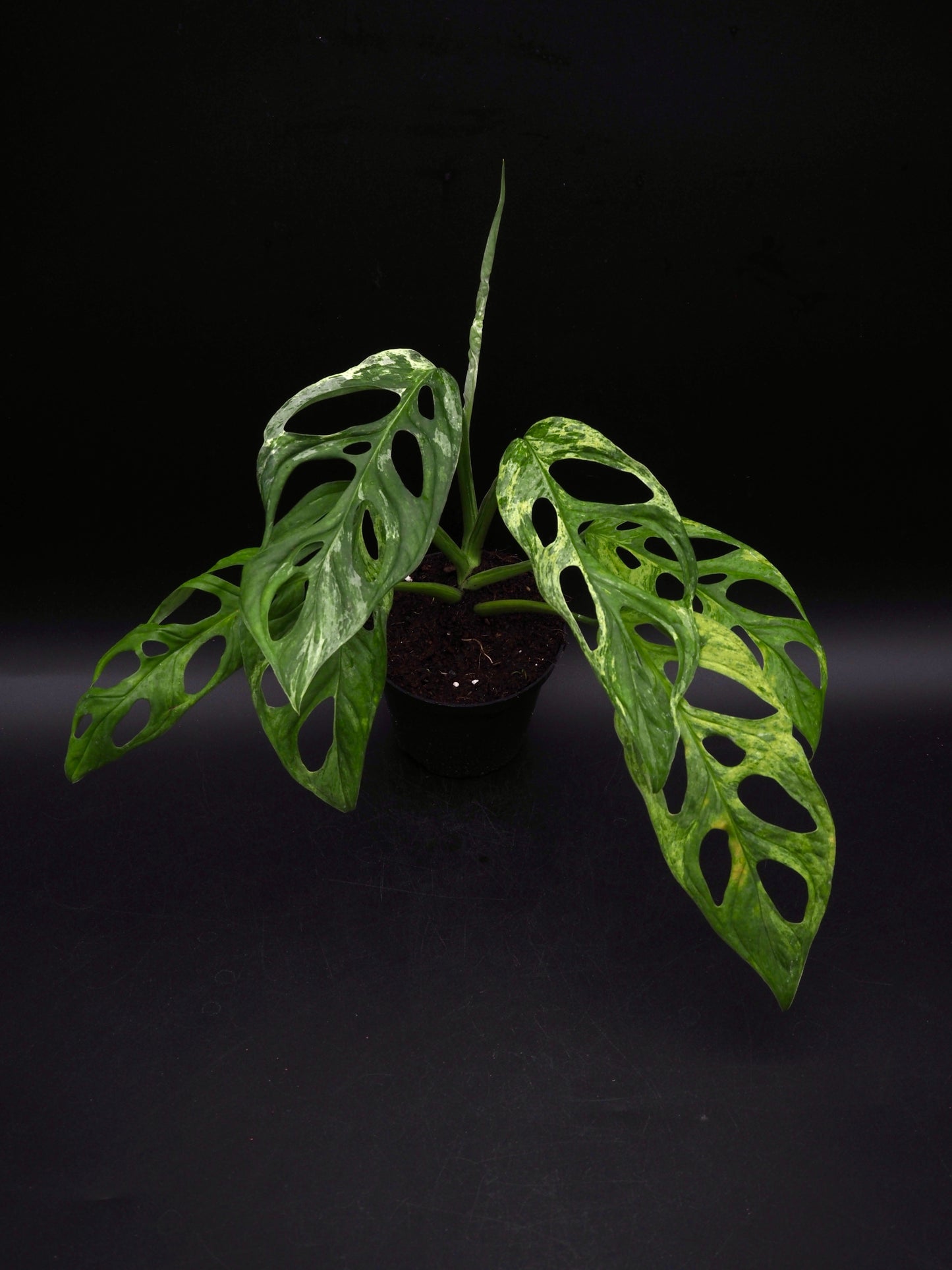 Monstera Adansonii Marbre indonésien