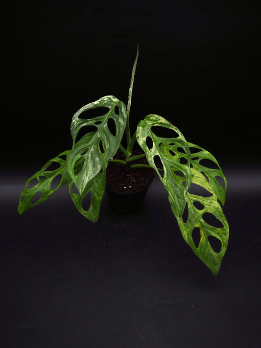 Monstera Adansonii Indonesian Marble