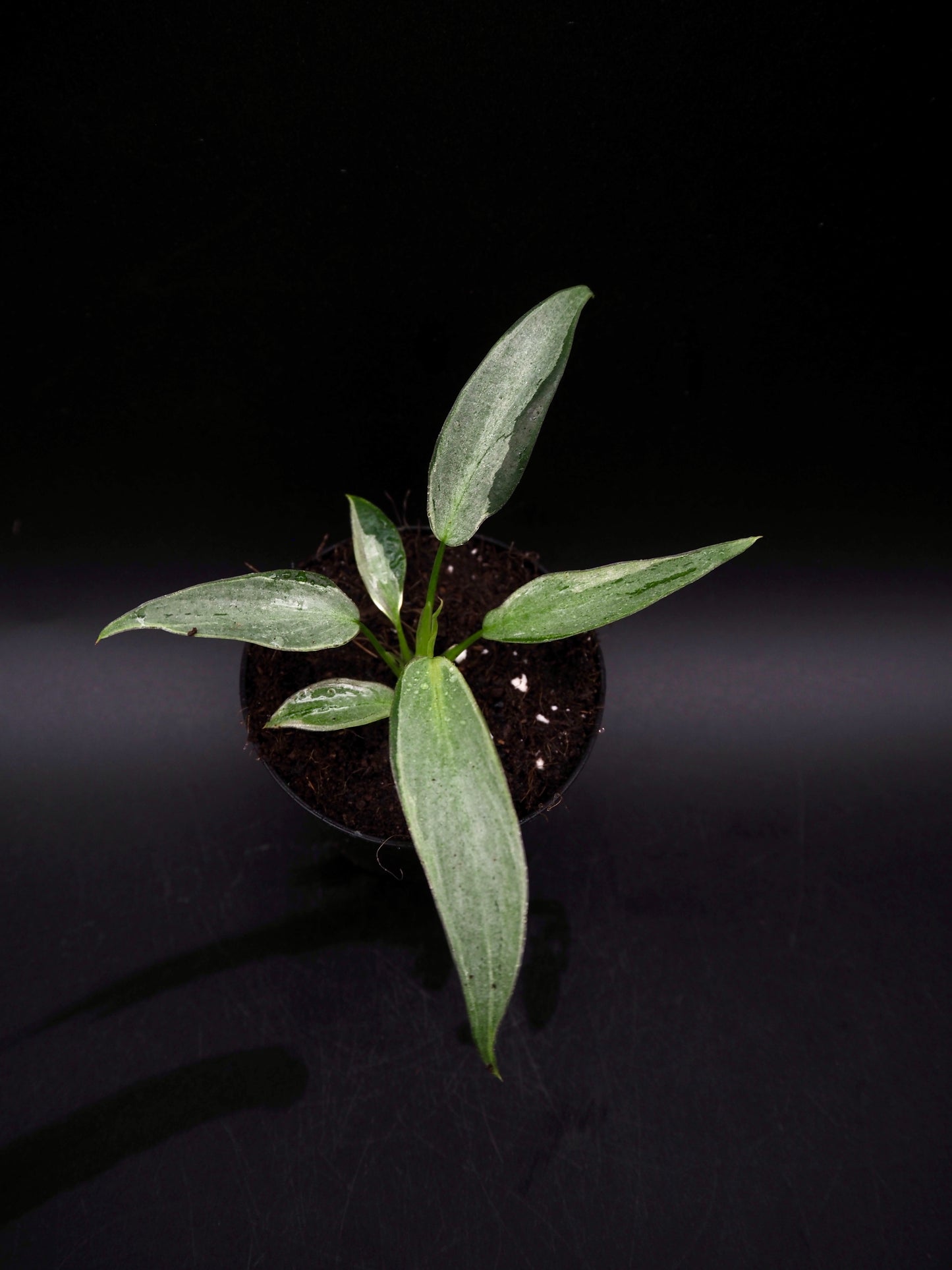 Philodendron Longilobatum Variegata