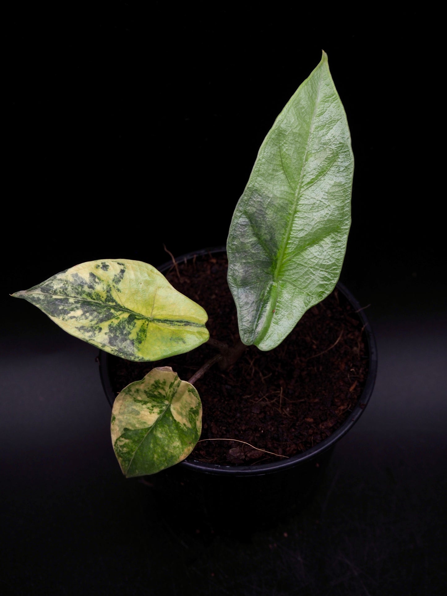 Alocasia Heterophylla Dragon's Breath Aurea Variegata