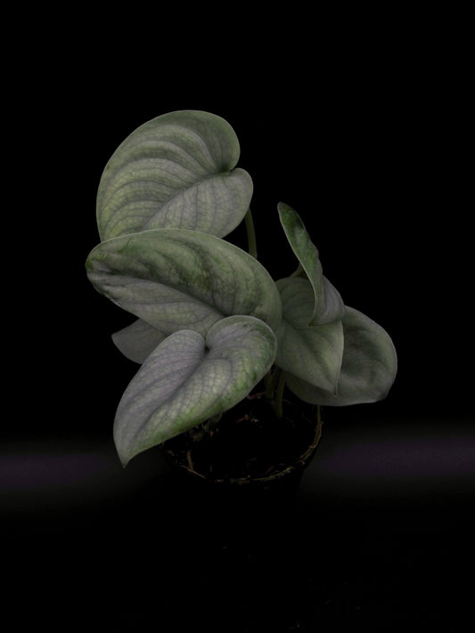 Scindapsus Platine