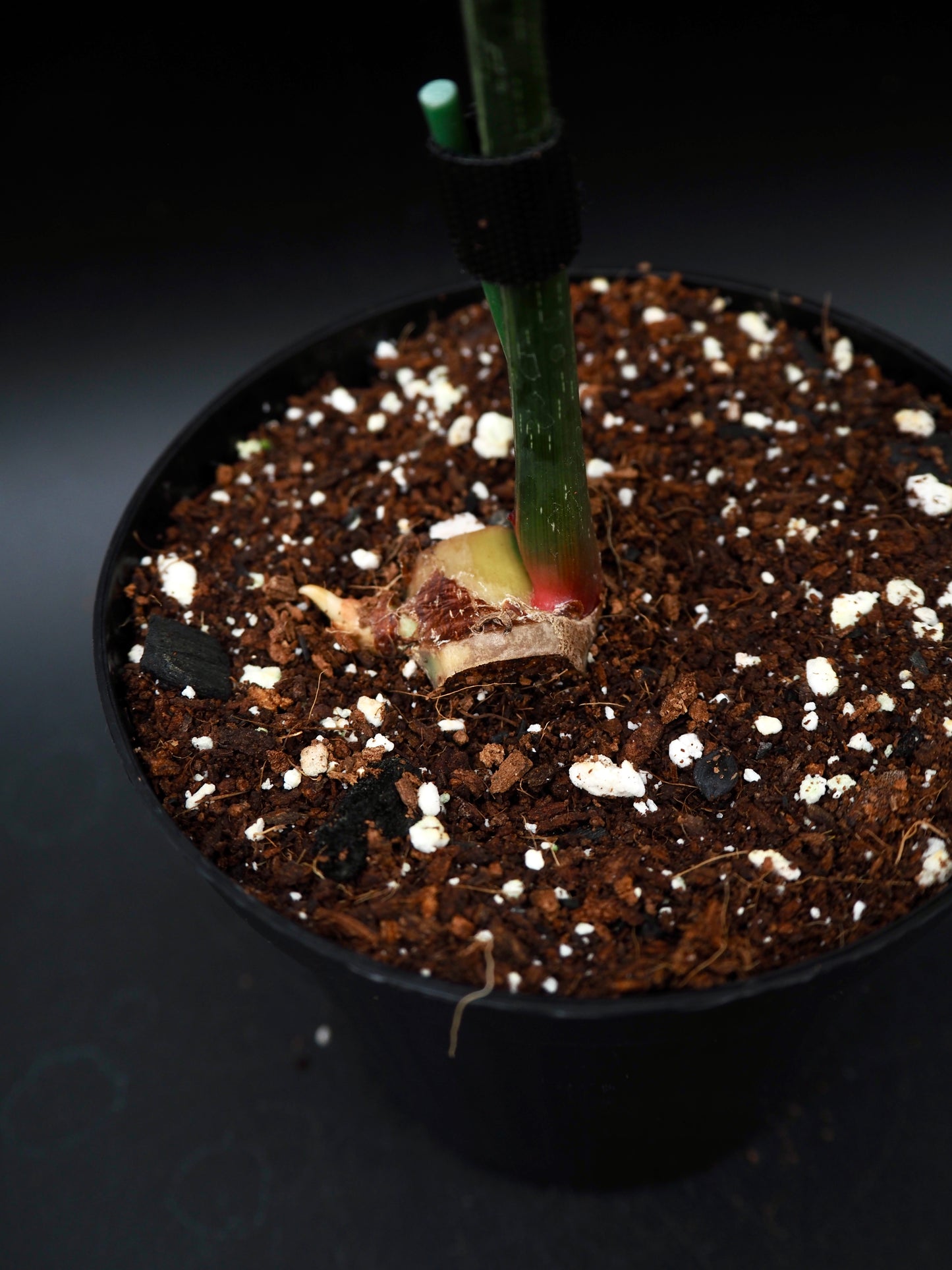 Philodendron Gloriosum Albo Variegata