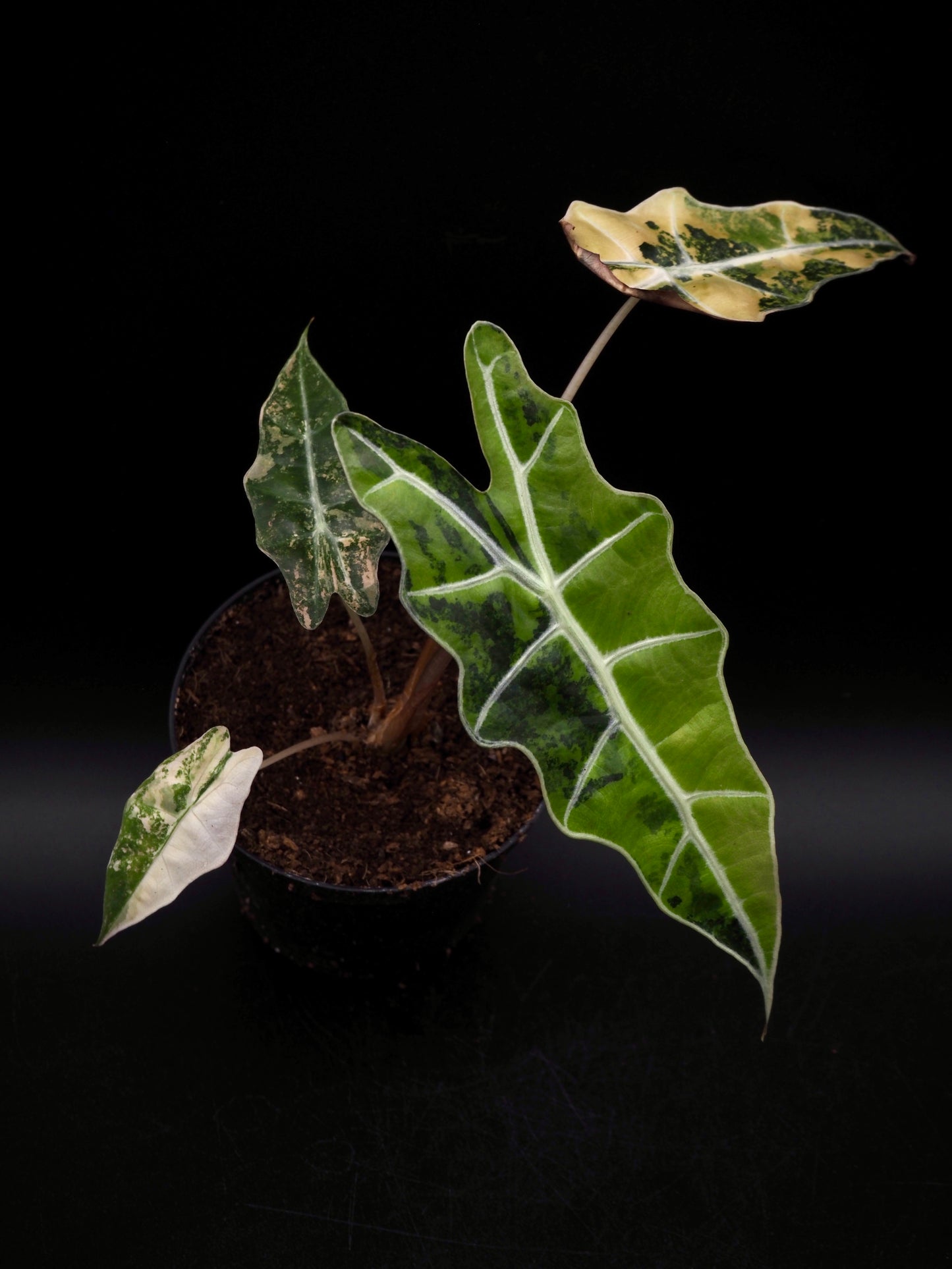 Alocasia Sanderian Taureau Aurea