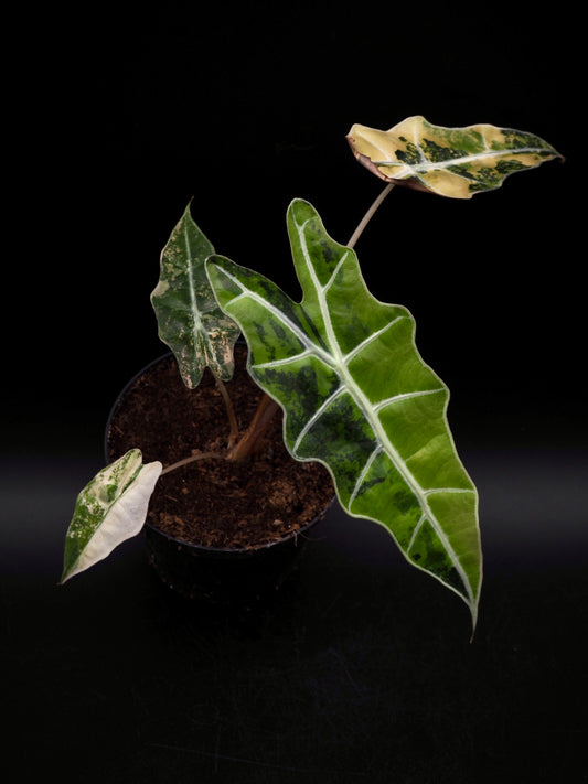 Alocasia Sanderiana Bull Aurea