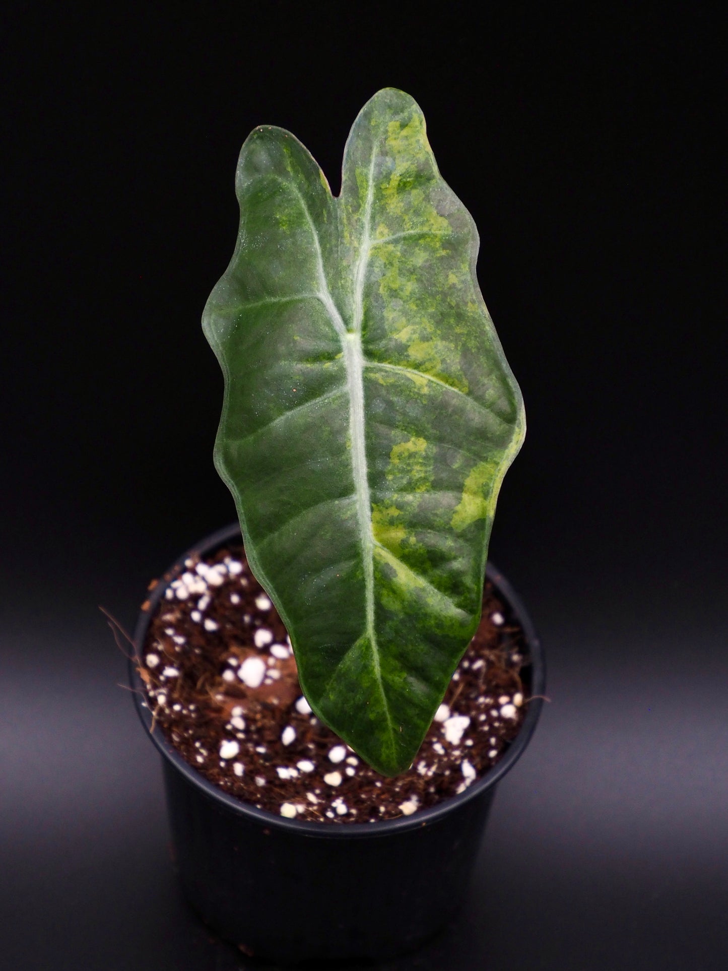 Alocasia Pseudo Sanderian Aurea Variegata