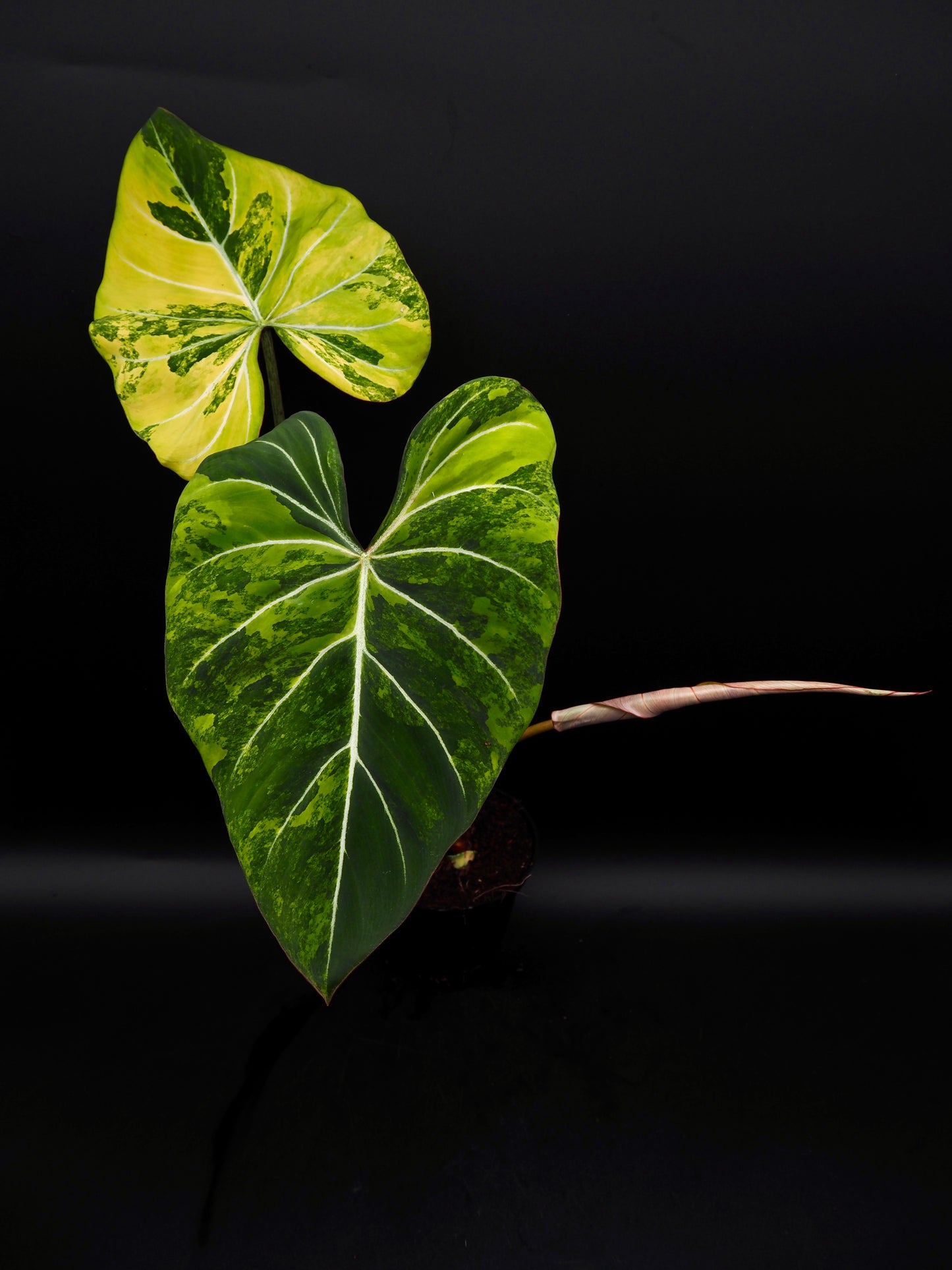 Philodendron Gloriosum Aurea