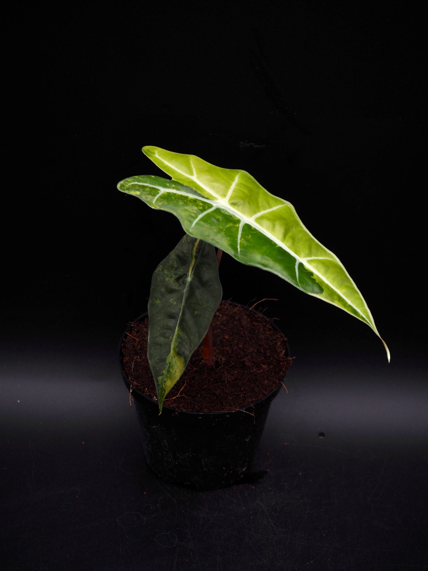 Alocasia Sanderiana Bull Aurea