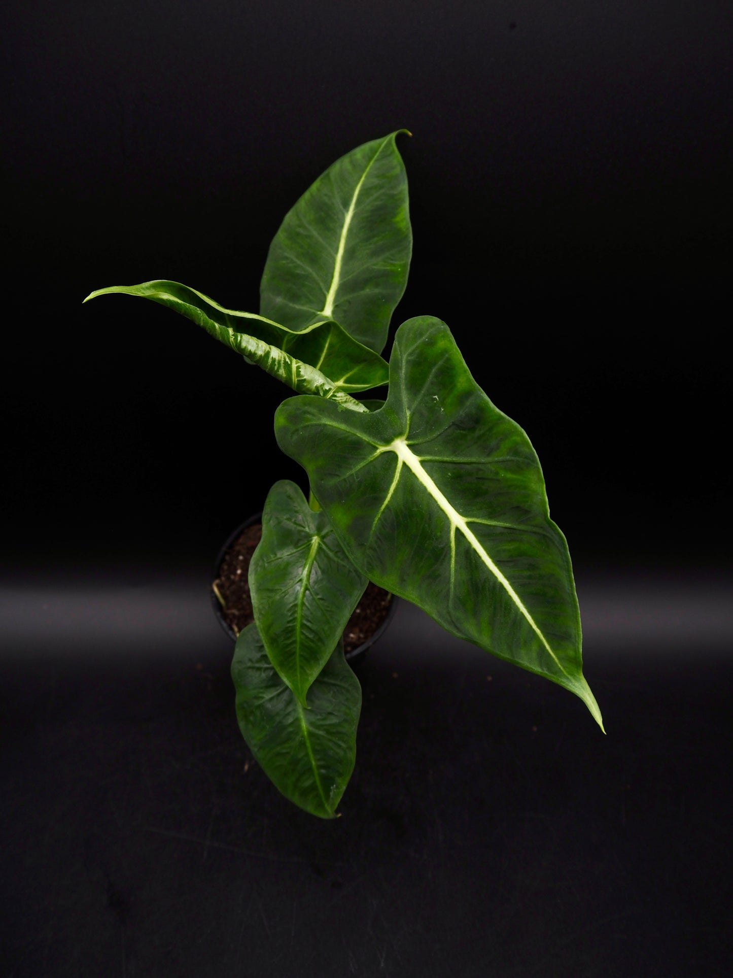 Alocasia Frydek Tatoo