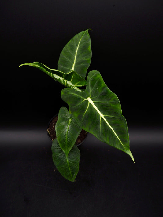 Alocasia Frydek Tatoo