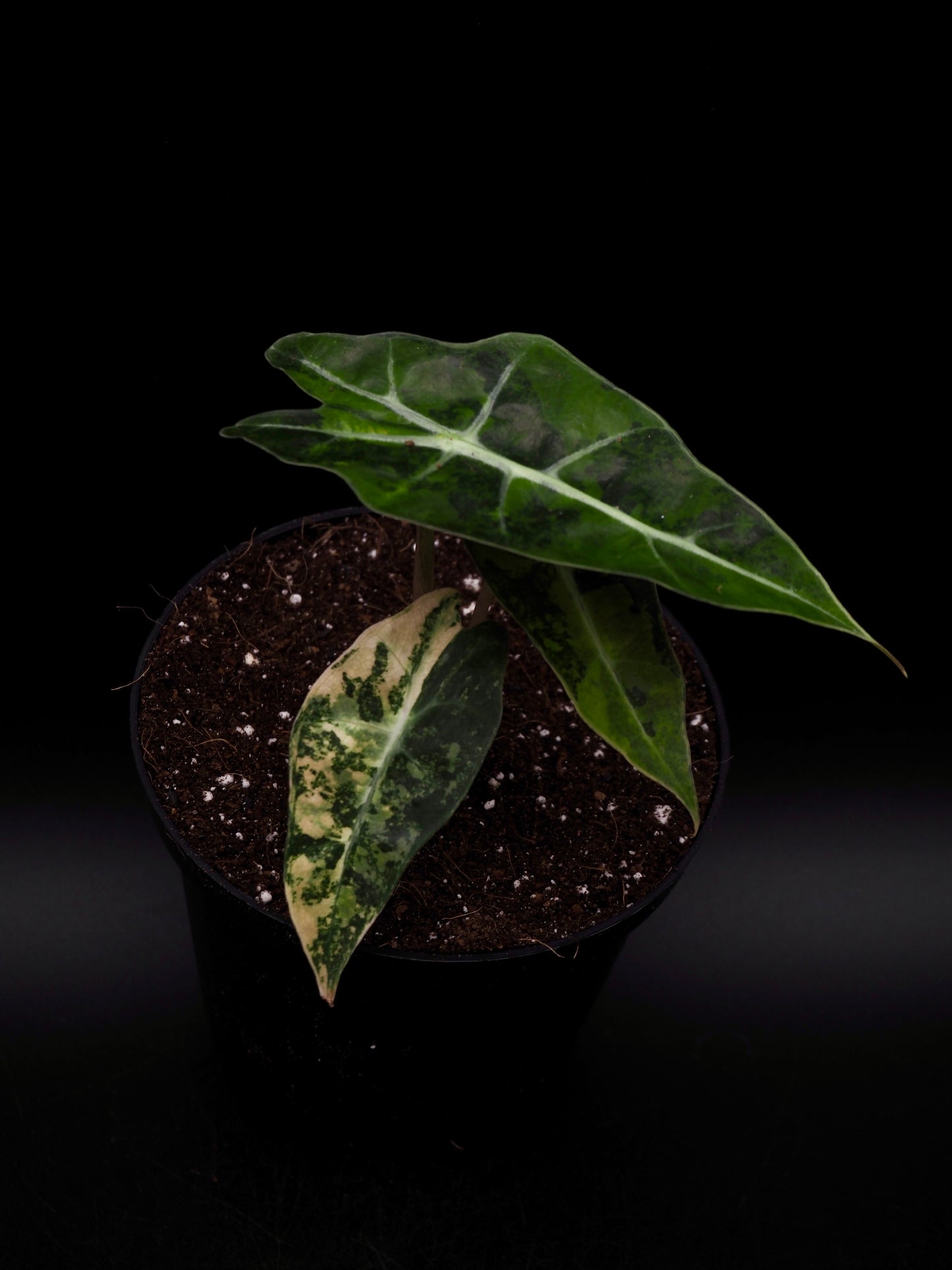 Alocasia Polly Aurea