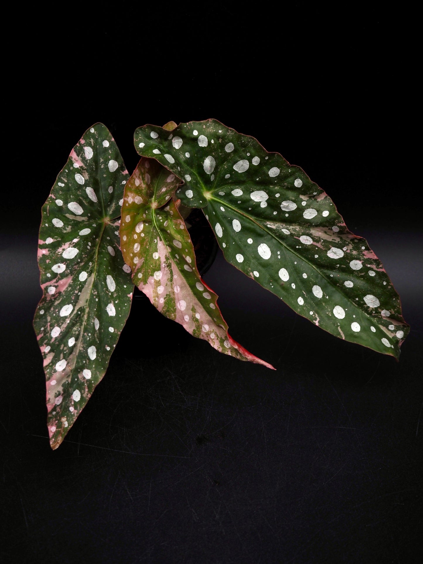 Begonia Maculata Pink Variegata