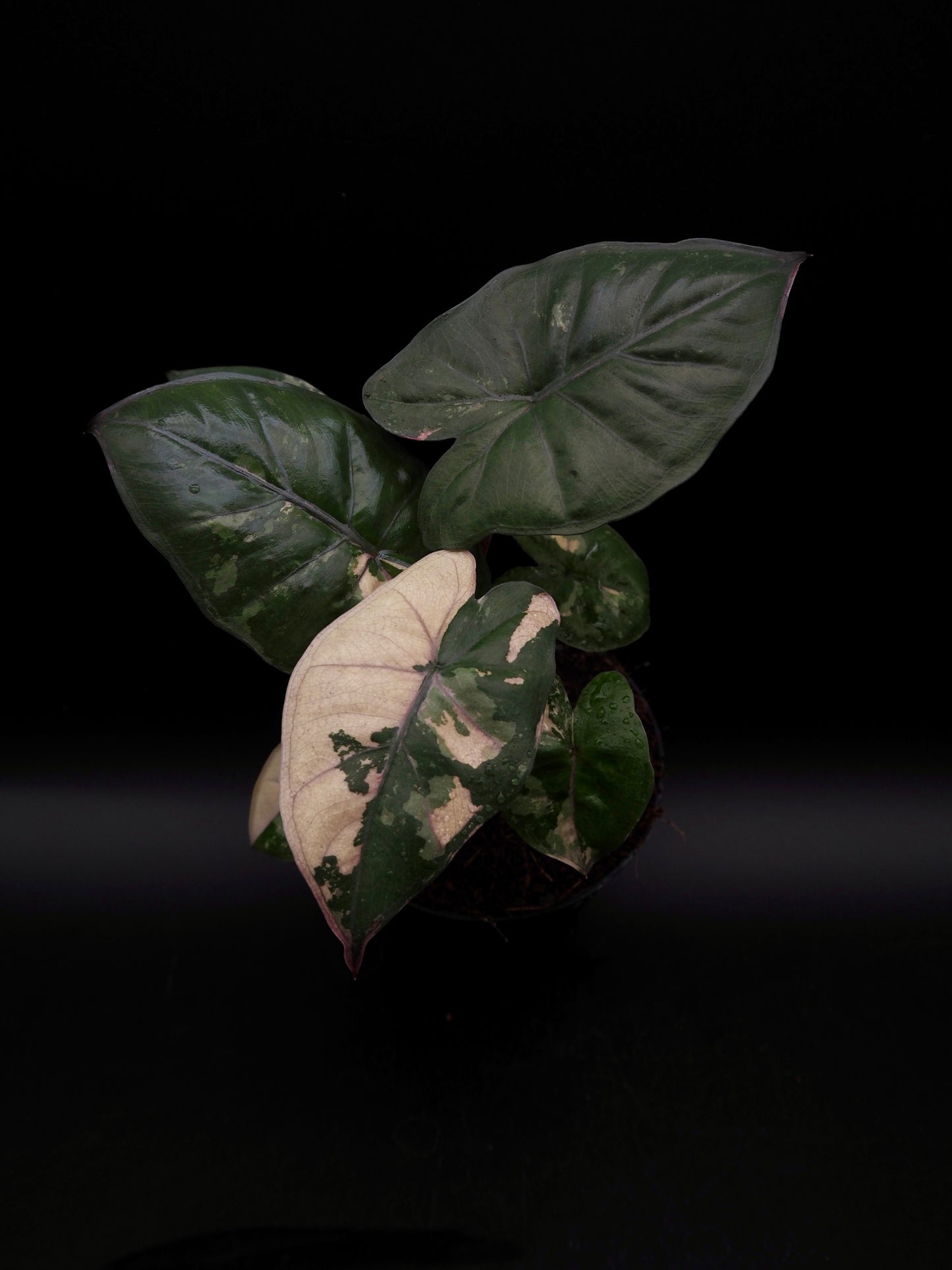 Alocasia Yucatan Princess Pink