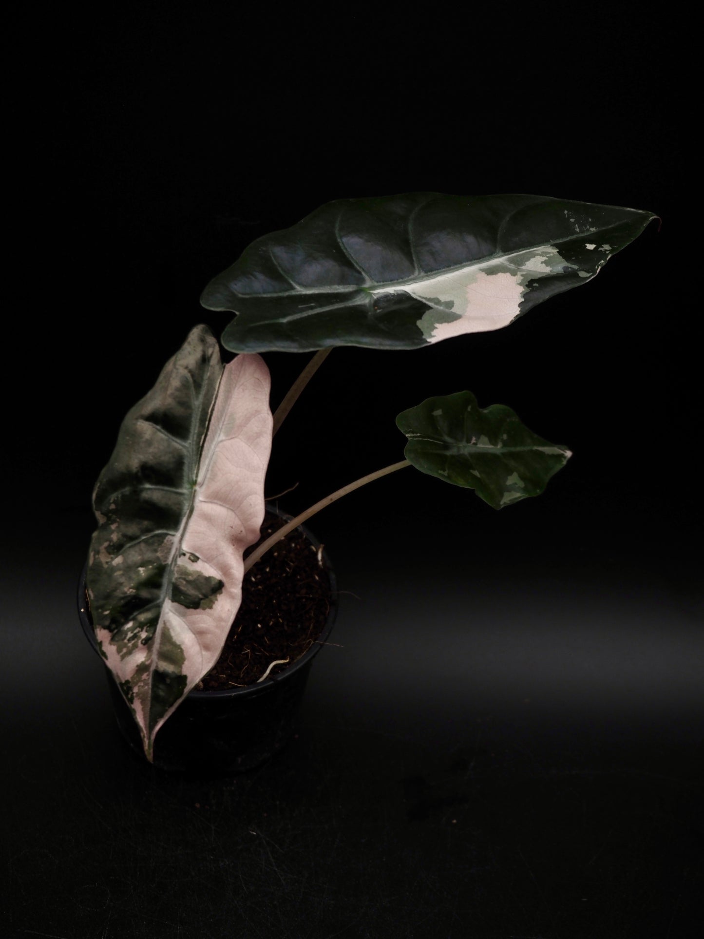 Alocasia Chantrieri Pink