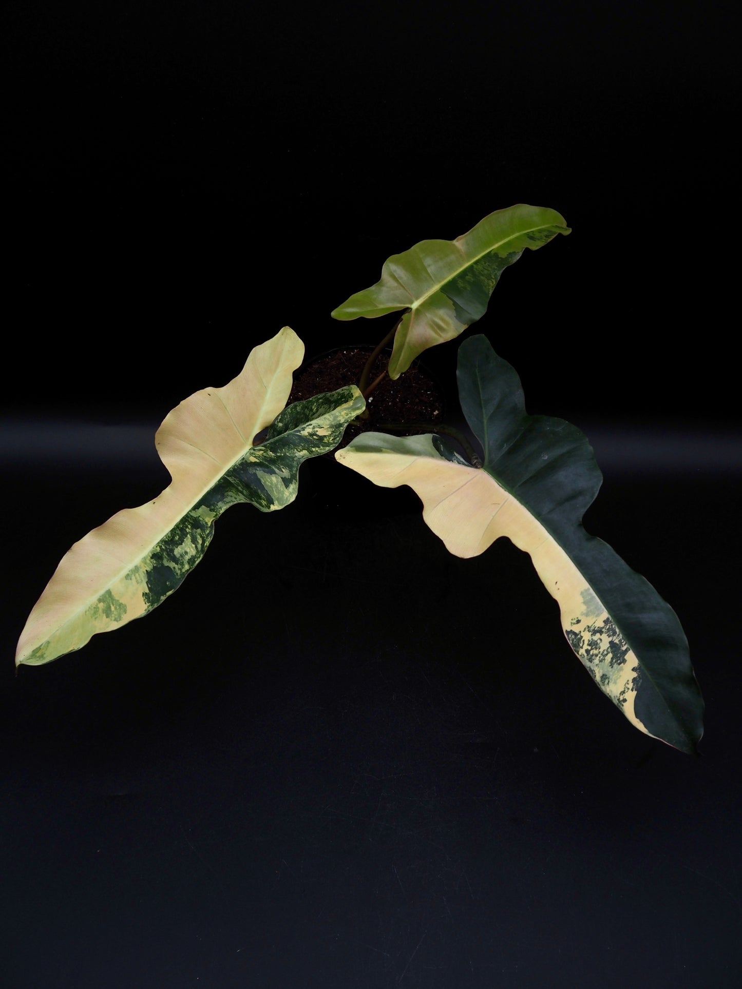 Philodendron Brown Beauty Black Billie X Flobe