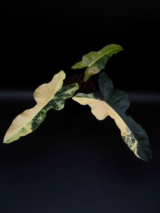 Philodendron Brown Beauty Black Billie X Flobe