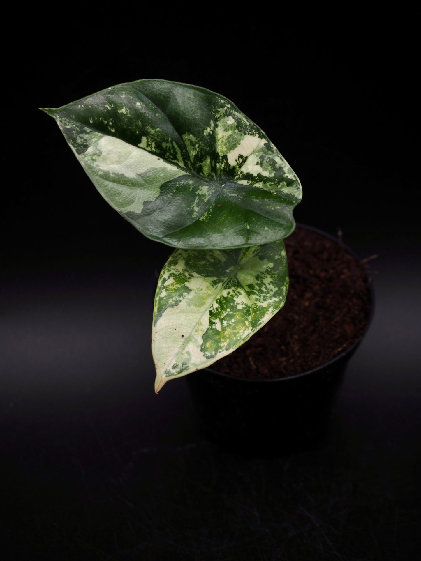 Alocasia Sinuata Albo