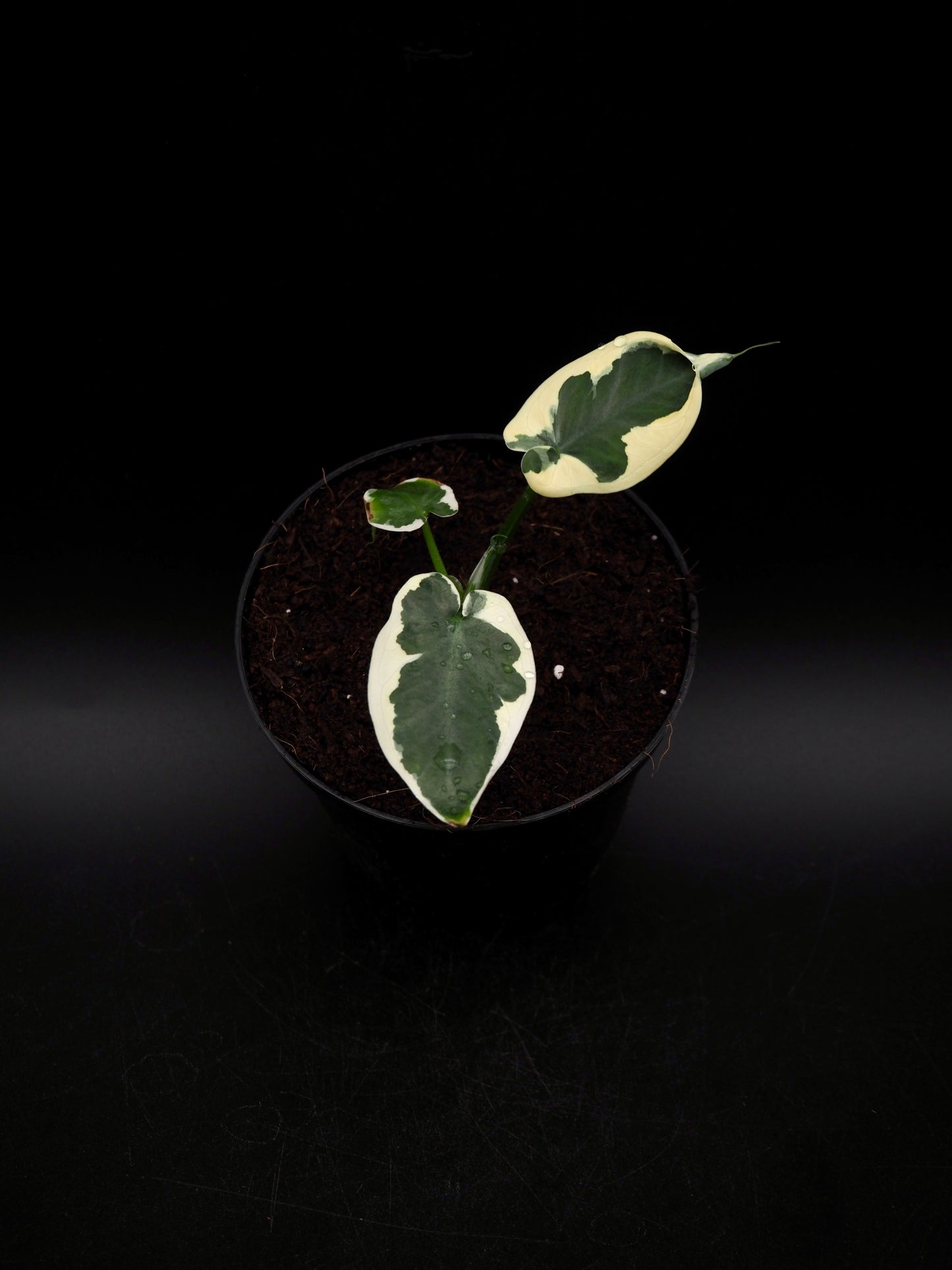 Colocasia Mickey Mouse