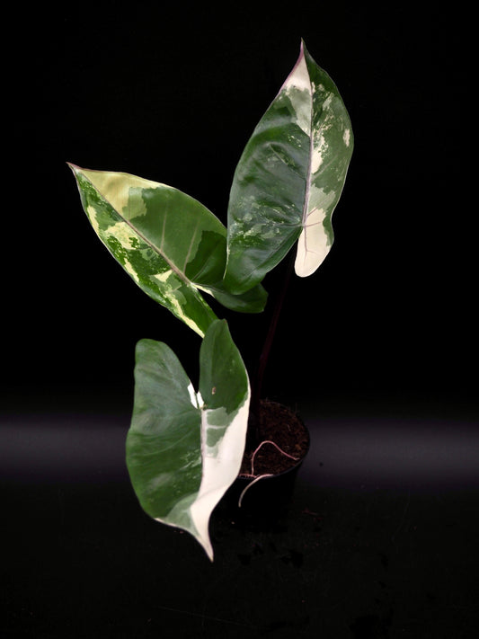 Alocasia Macrorrhiza Black Stem Variegata