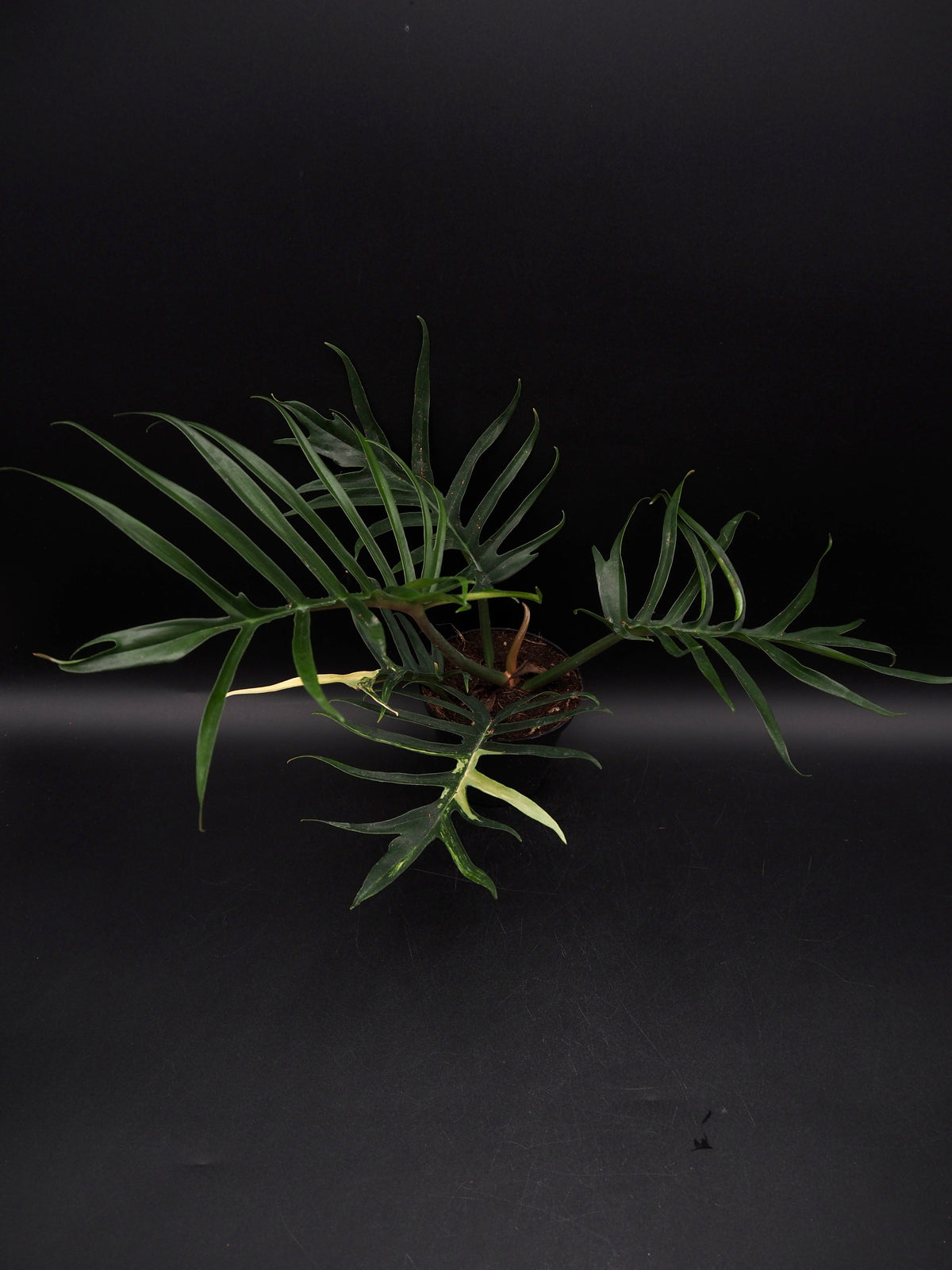 Philodendron Tortum Aurea