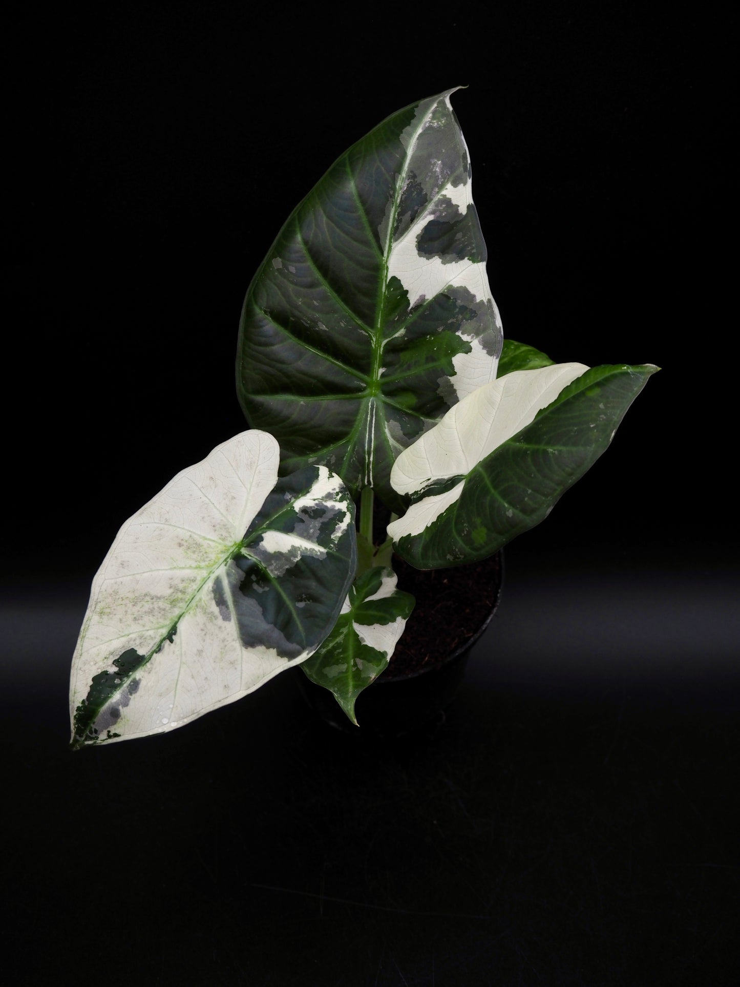 Alocasia Regal Shield Albo