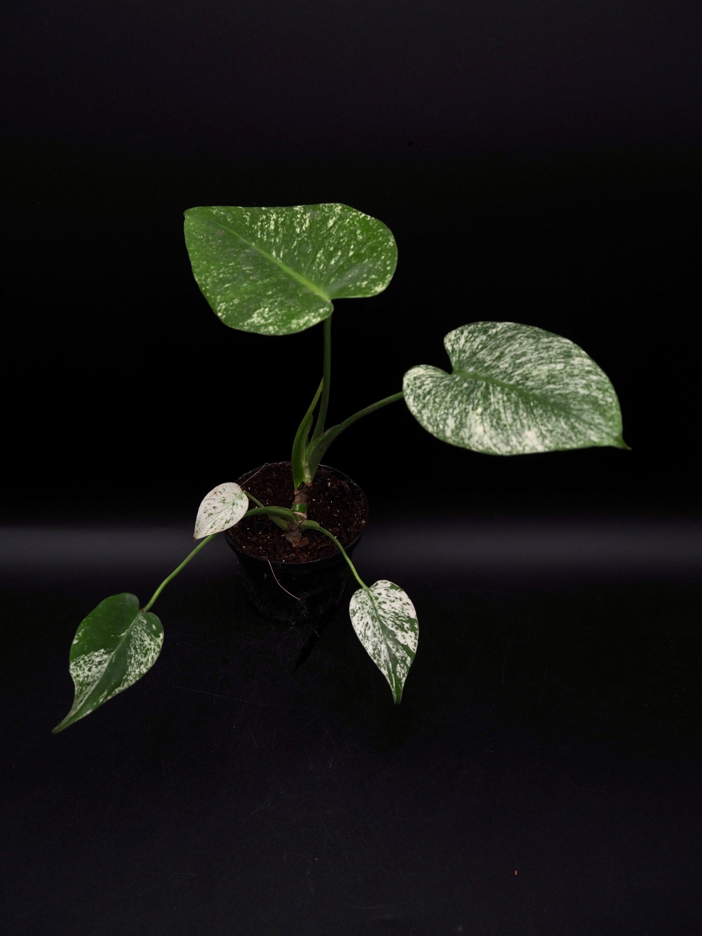 Monstera Deliciosa White Monster