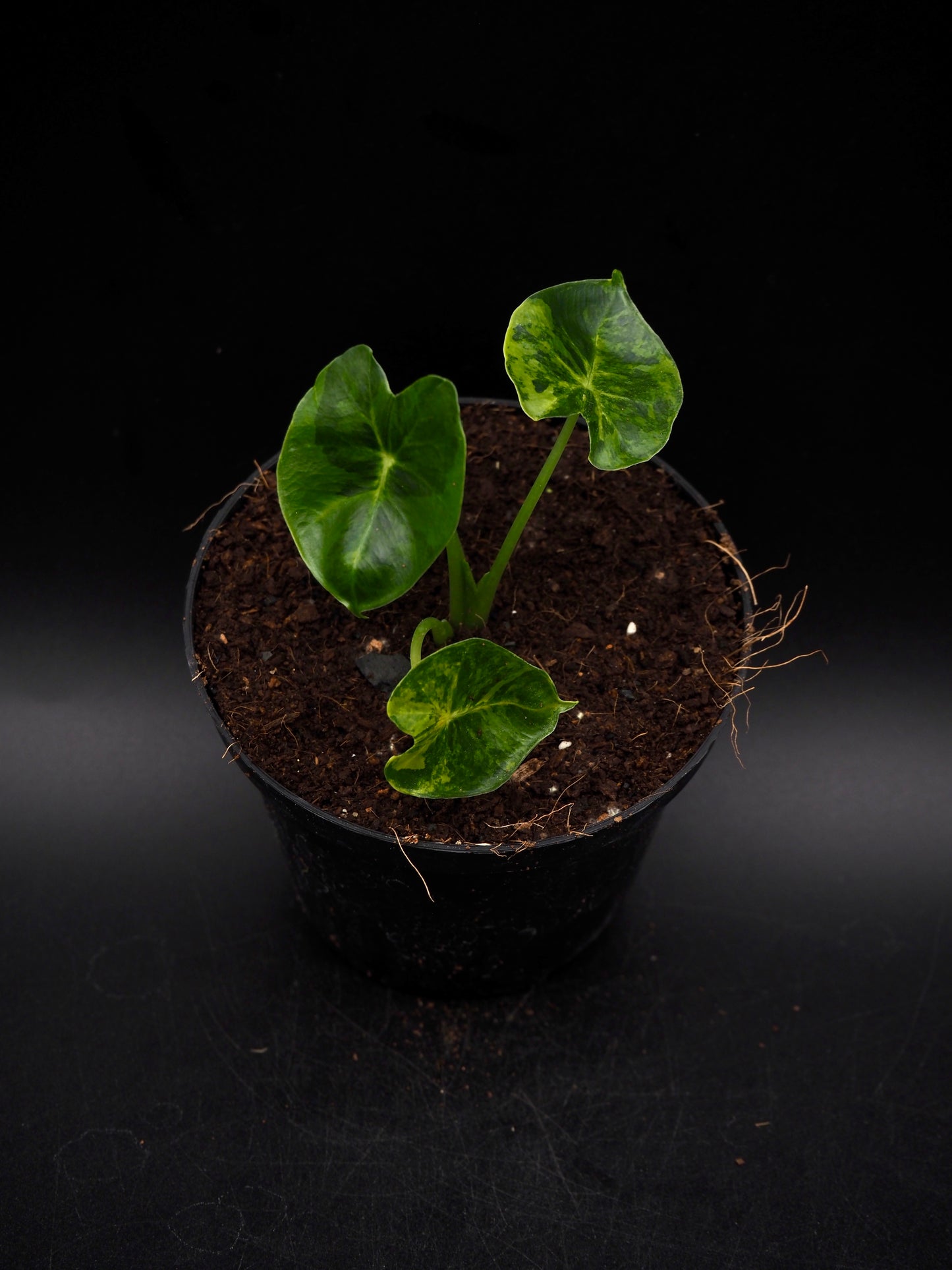 Alocasia Frydek Dorayaki