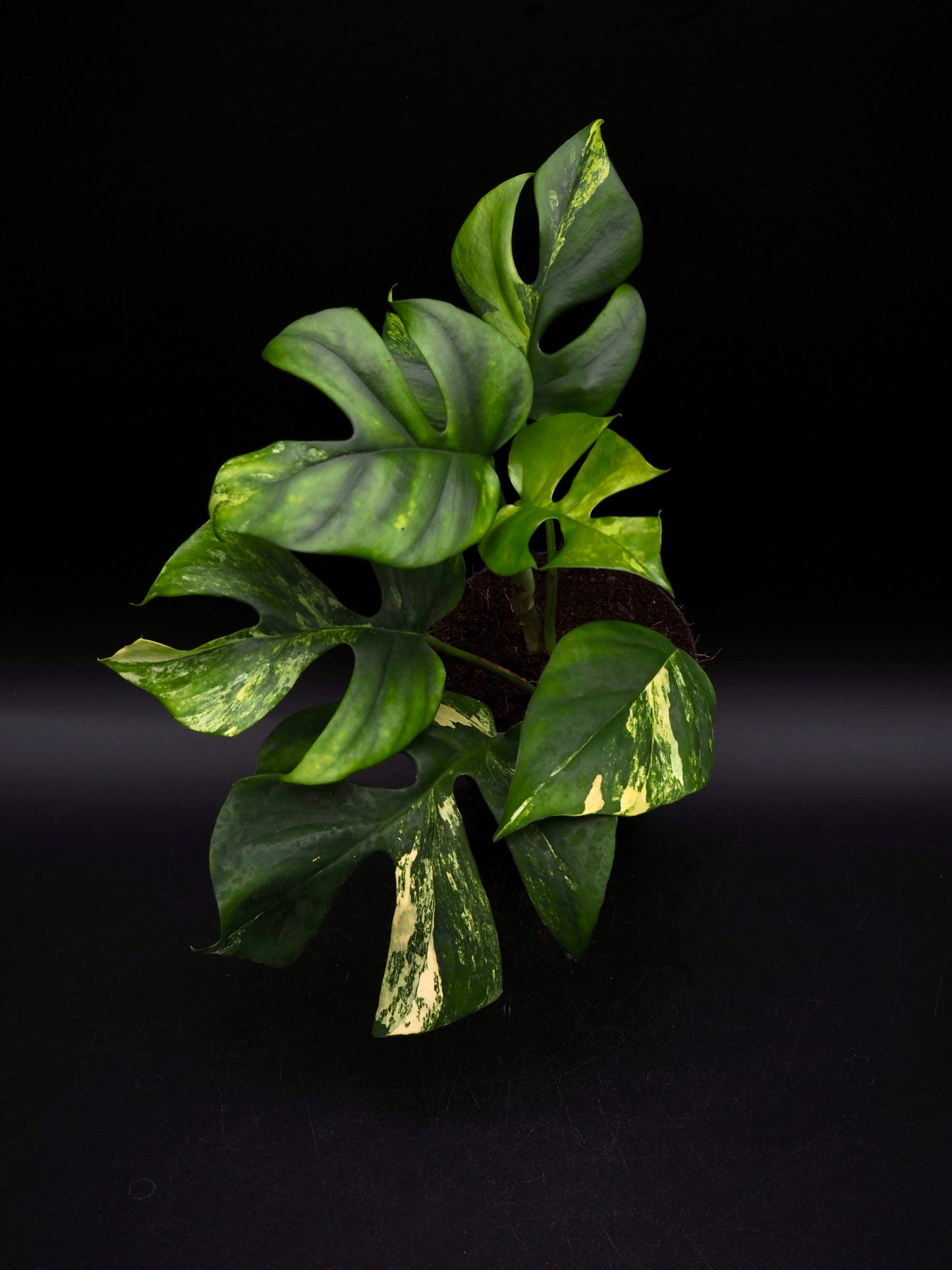 Rhaphidophora Tetrasperma Aurea Variegata