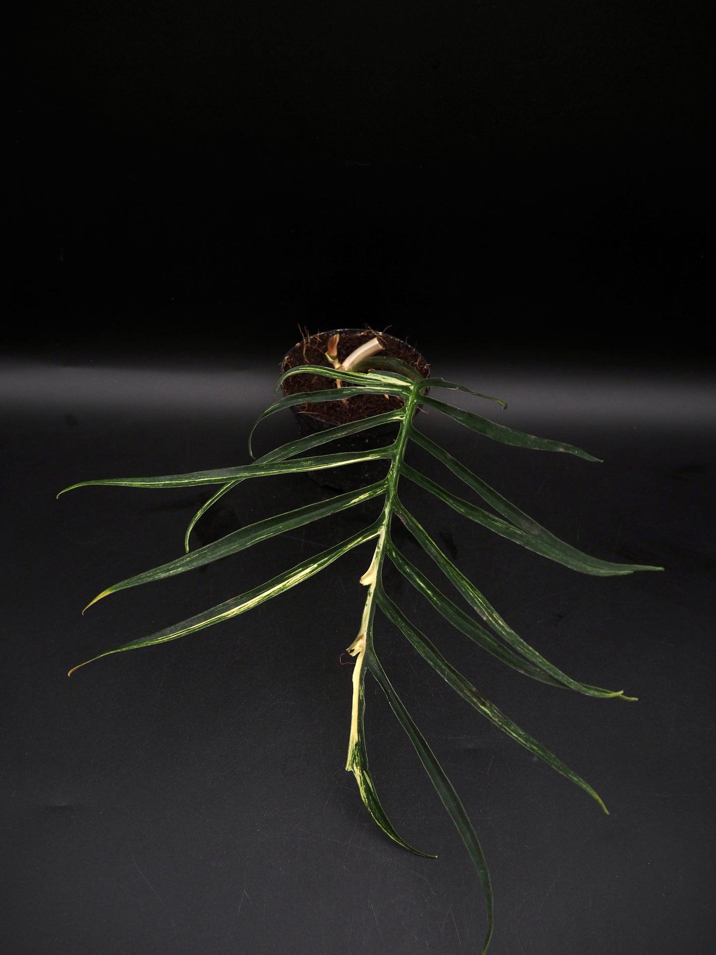 Philodendron Tortum Aurea