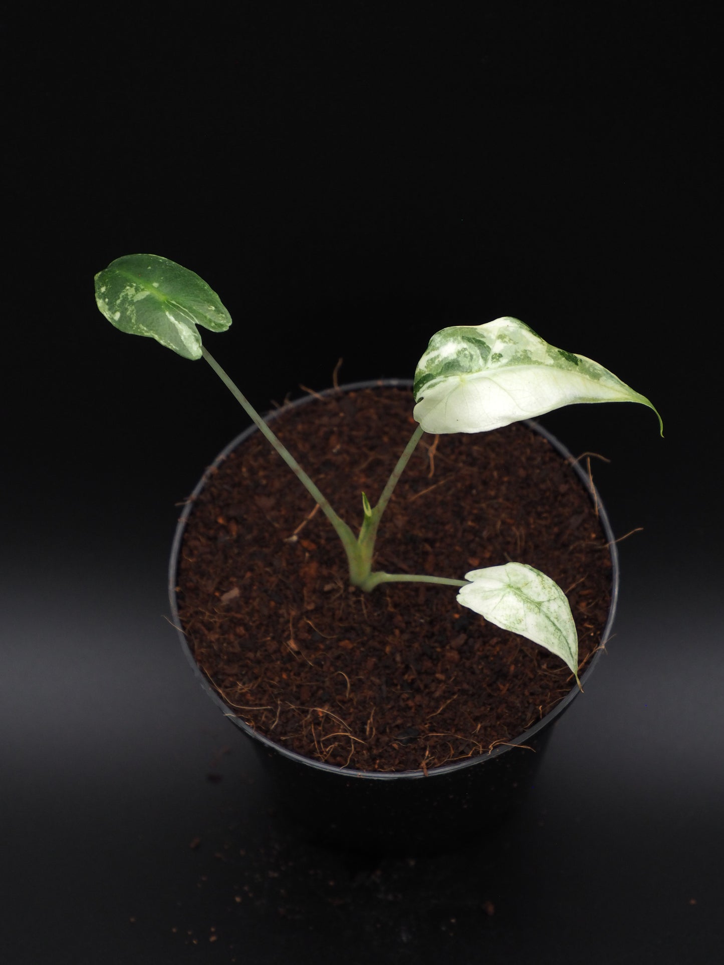 Alocasia Sarian Albo