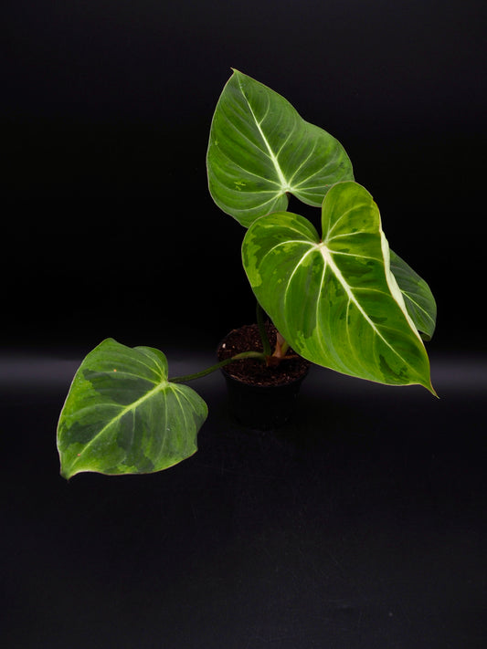 Philodendron Gloriosum gog