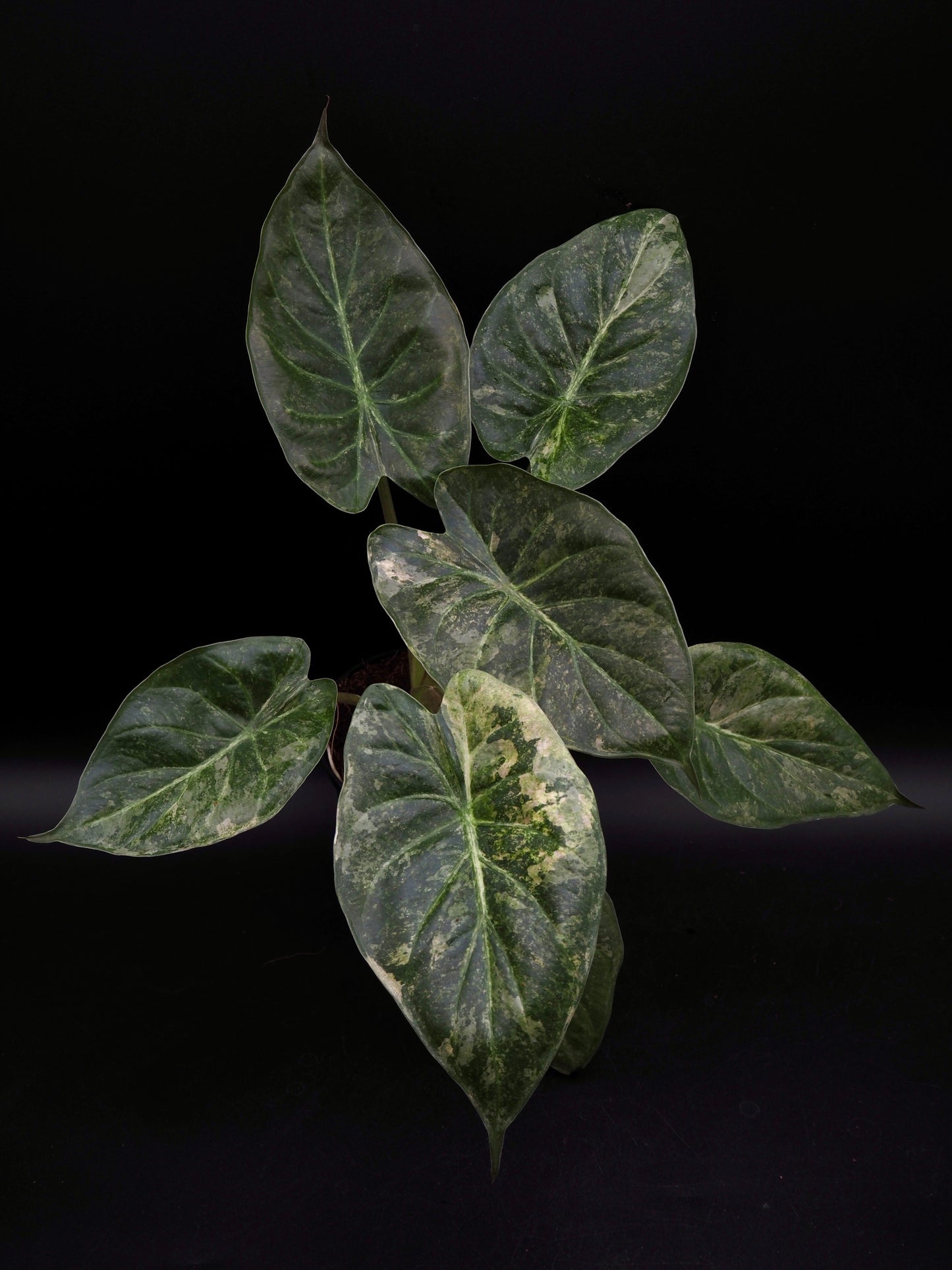 Alocasia Wentii Pink Freckles