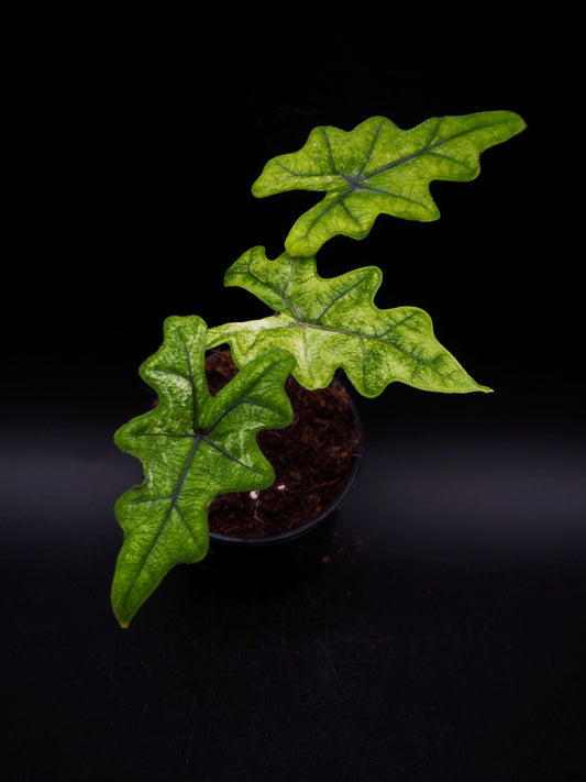 Alocasia Jacklyn Mystik Variegata